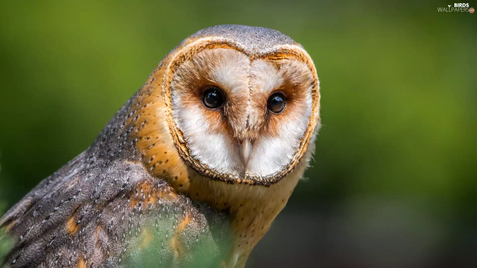 Australian Masked Owl, Bird, owl