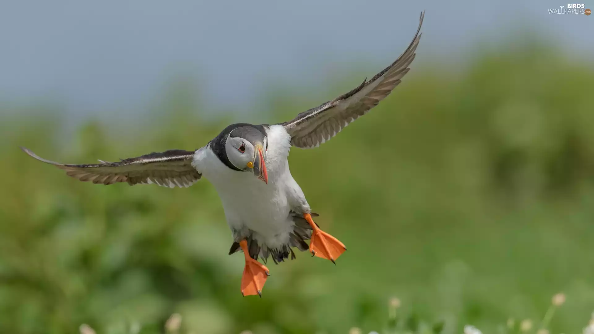 Bird, flight, wings, Maskonur