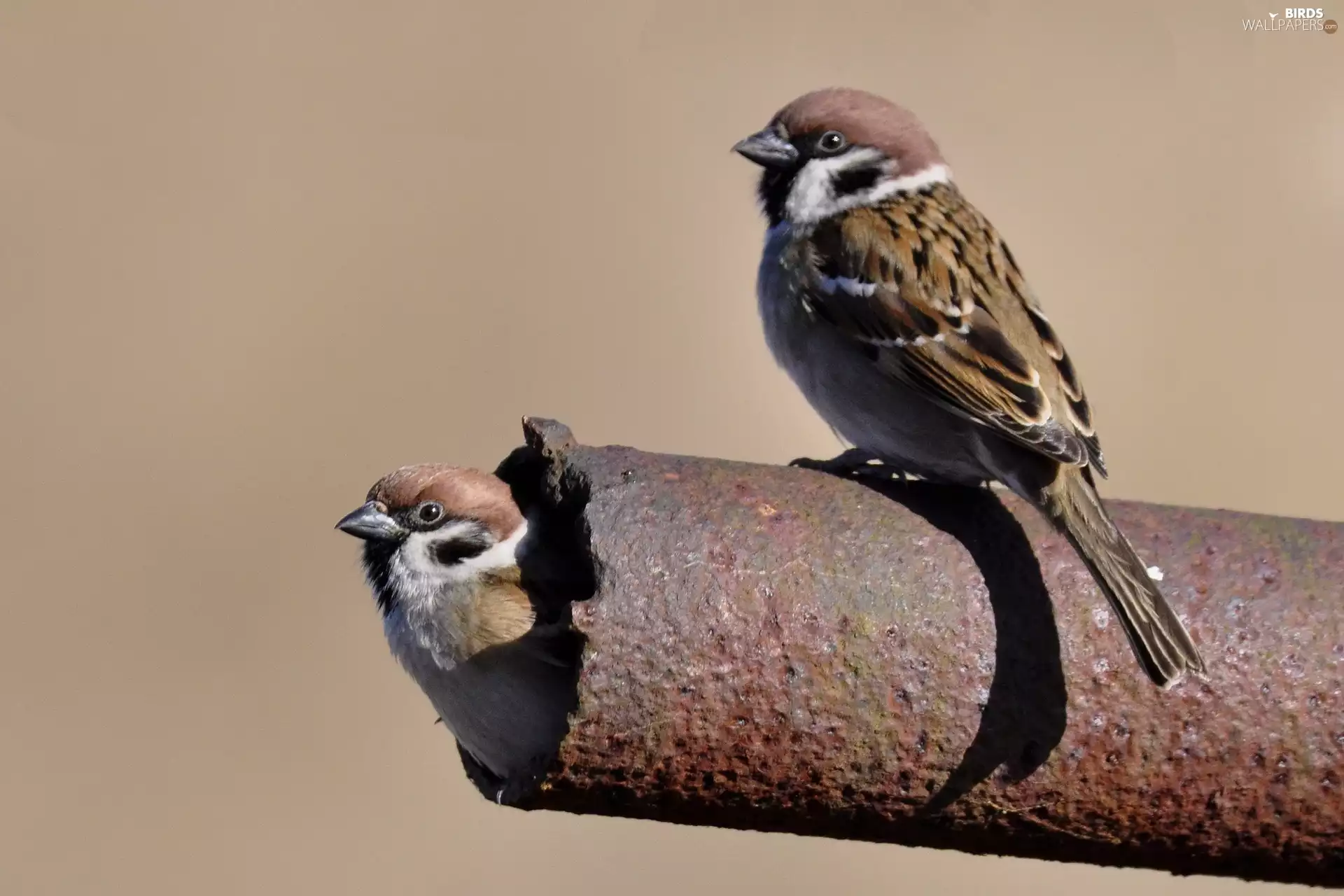 Sparrows, rusty, tube, Mazurkas