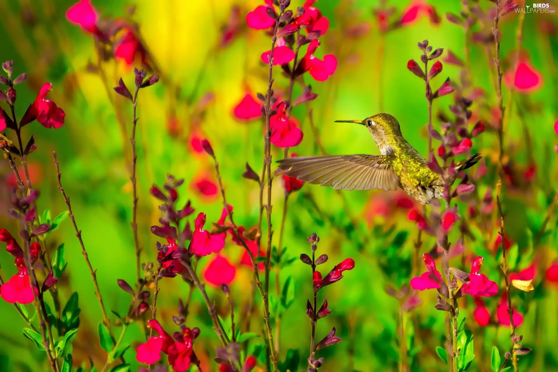 blur, humming-bird, Meadow