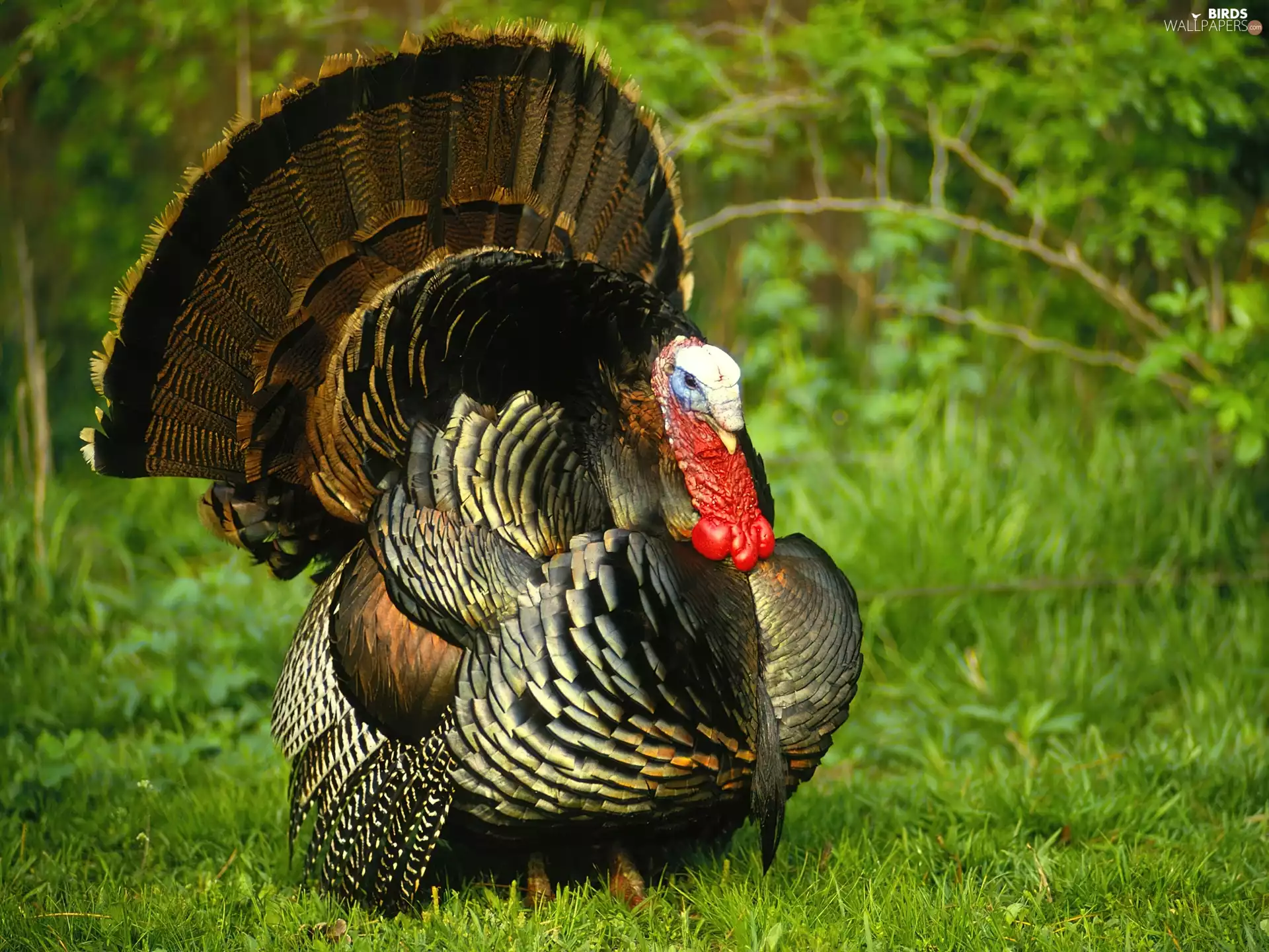 Meadow, turkey, chaplet