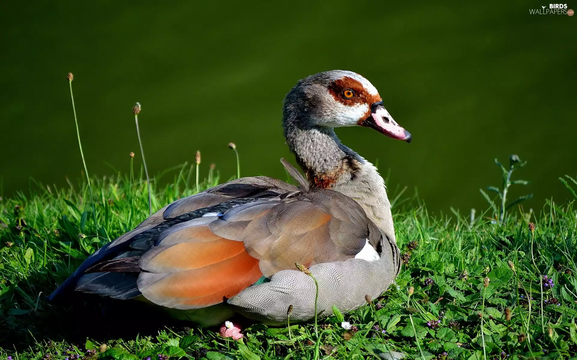 duck, Wildflowers, Flowers, Meadow
