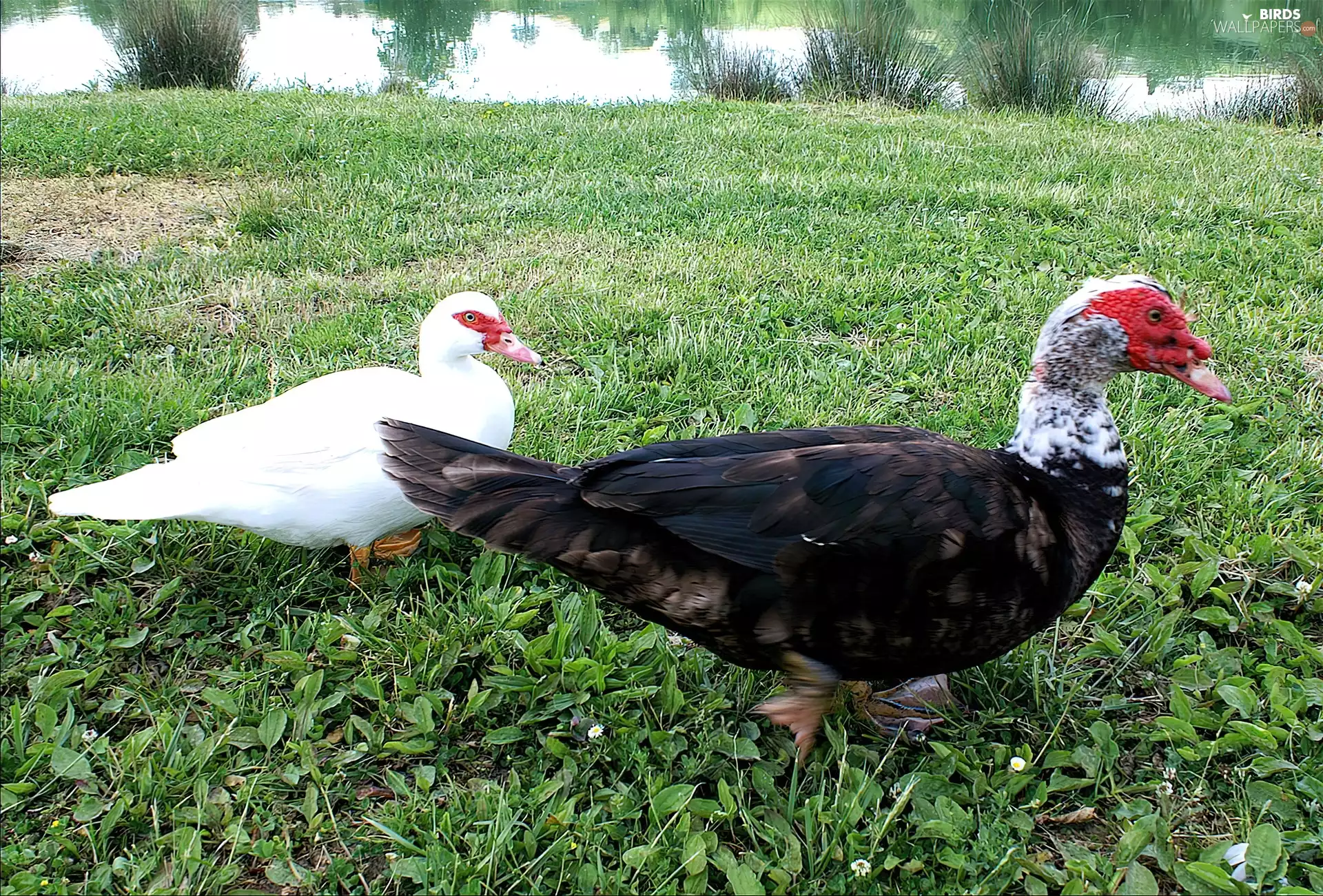 Meadow, Two, ducks
