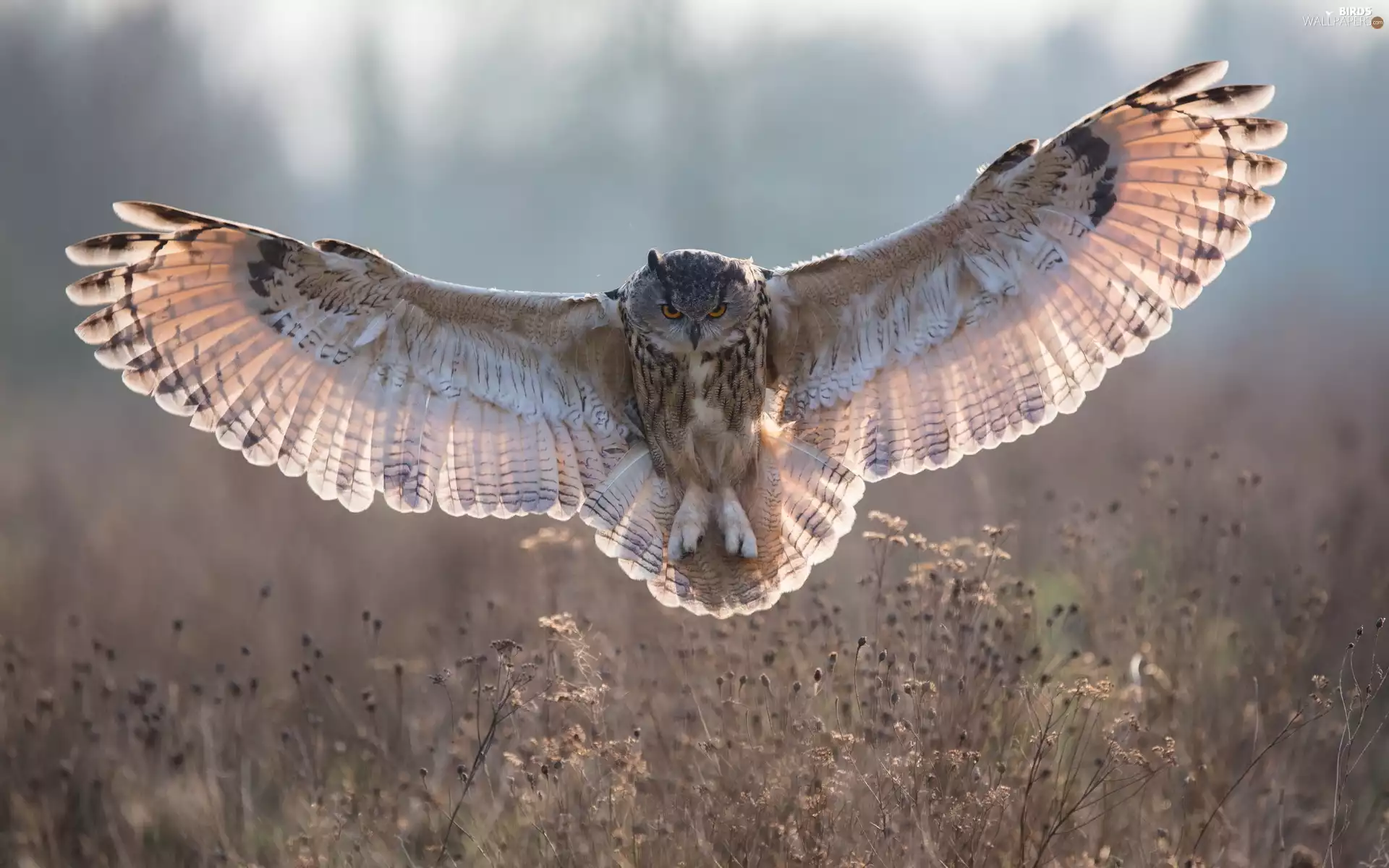 Meadow, owl, flight