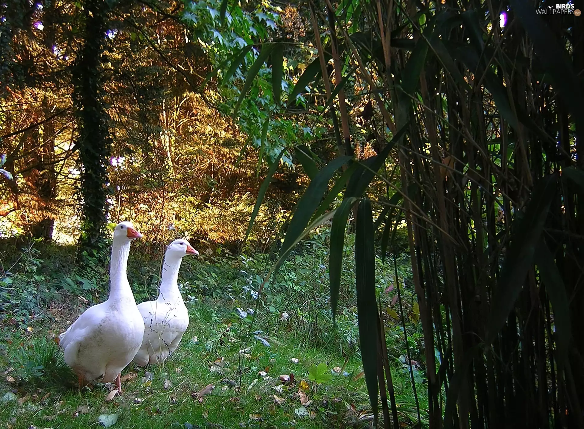 geese, trees, viewes, Meadow