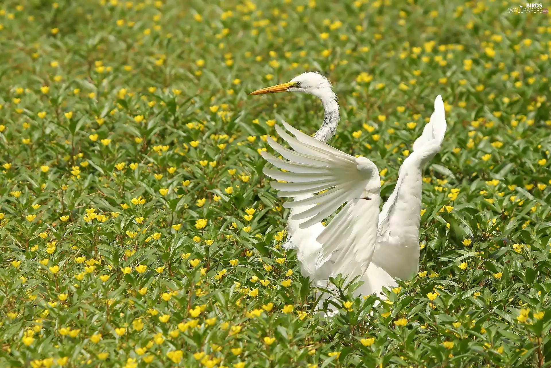 Meadow, White, heron