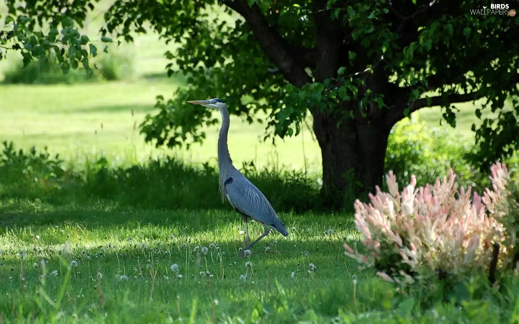 Meadow, heron