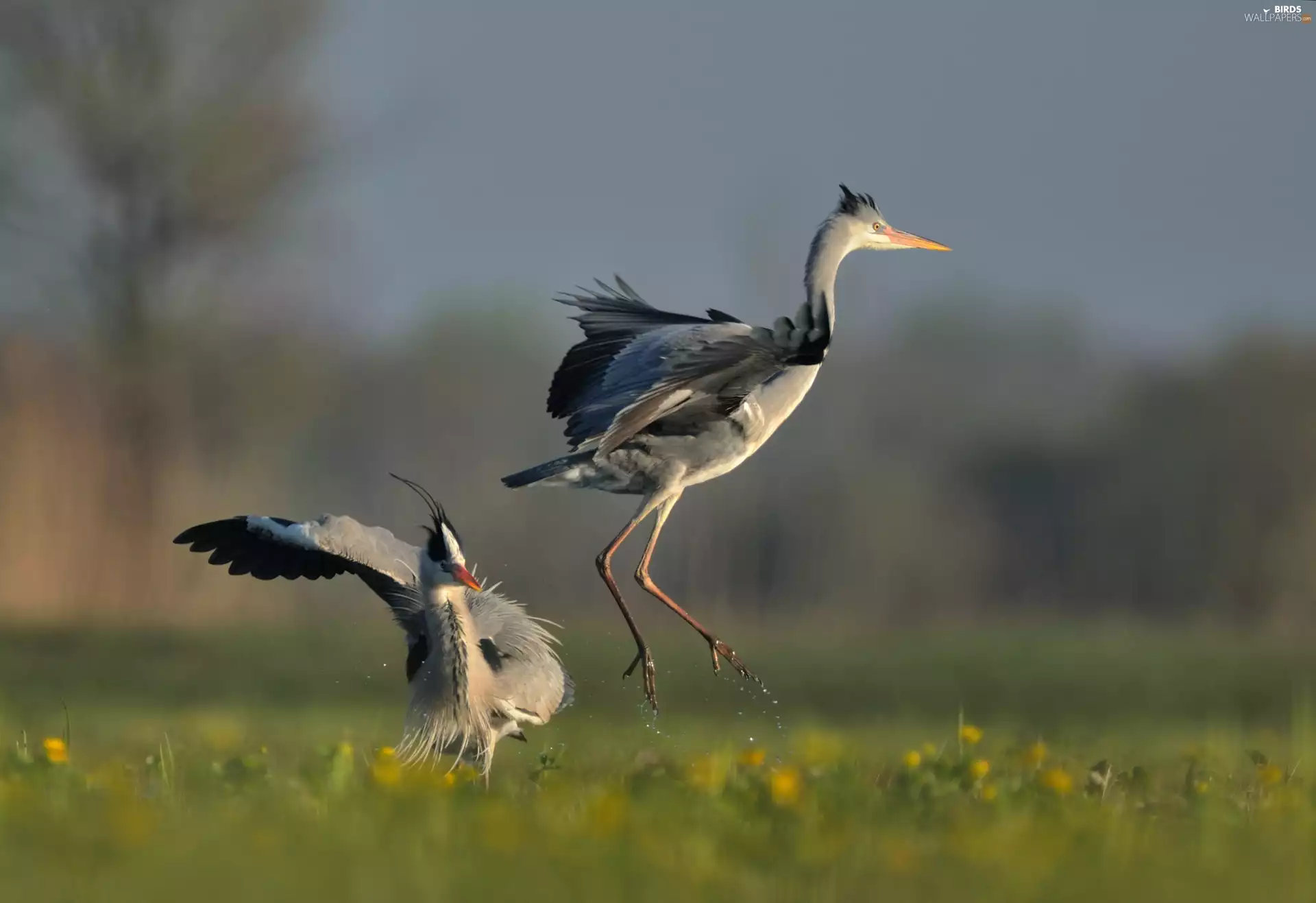 Meadow, herons