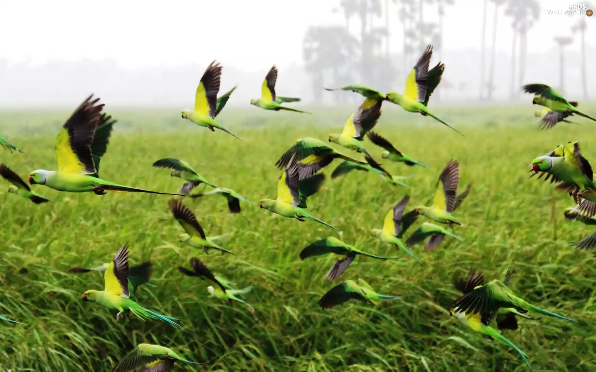 Meadow, herd, parrots