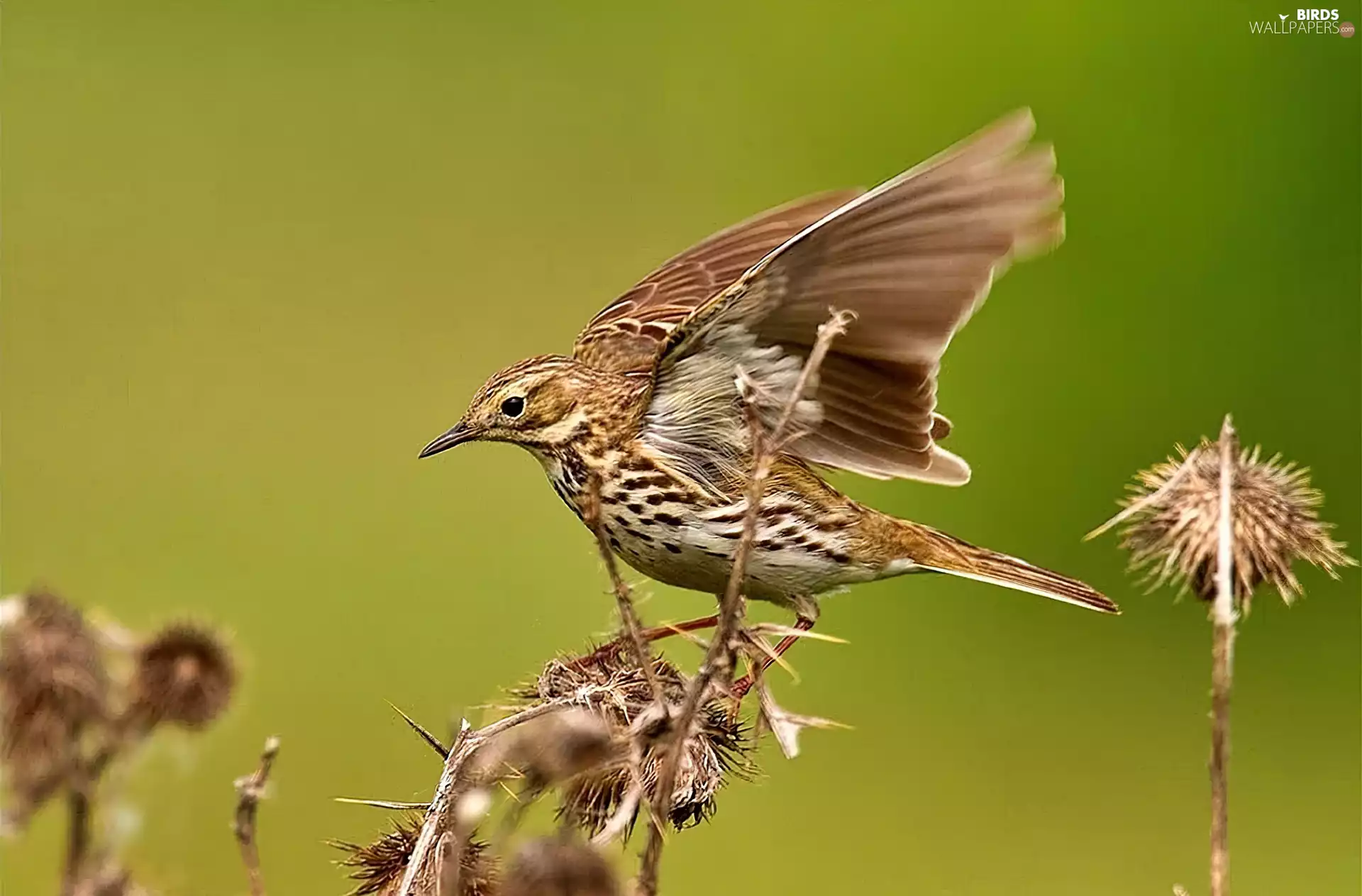 pipit, stalks, grass, meadow