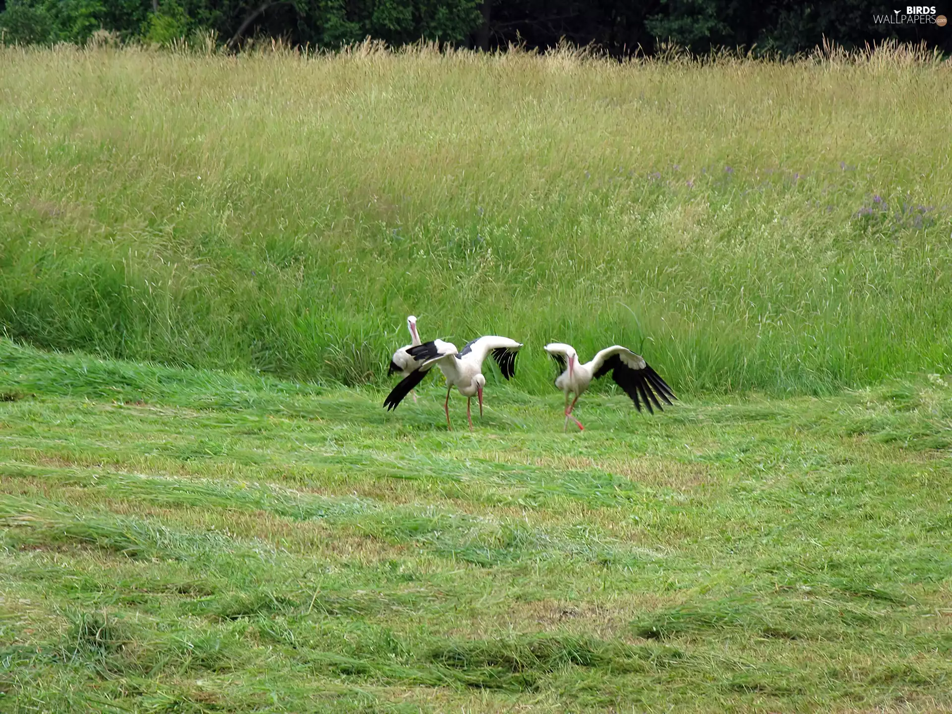 Meadow, birds, Storks