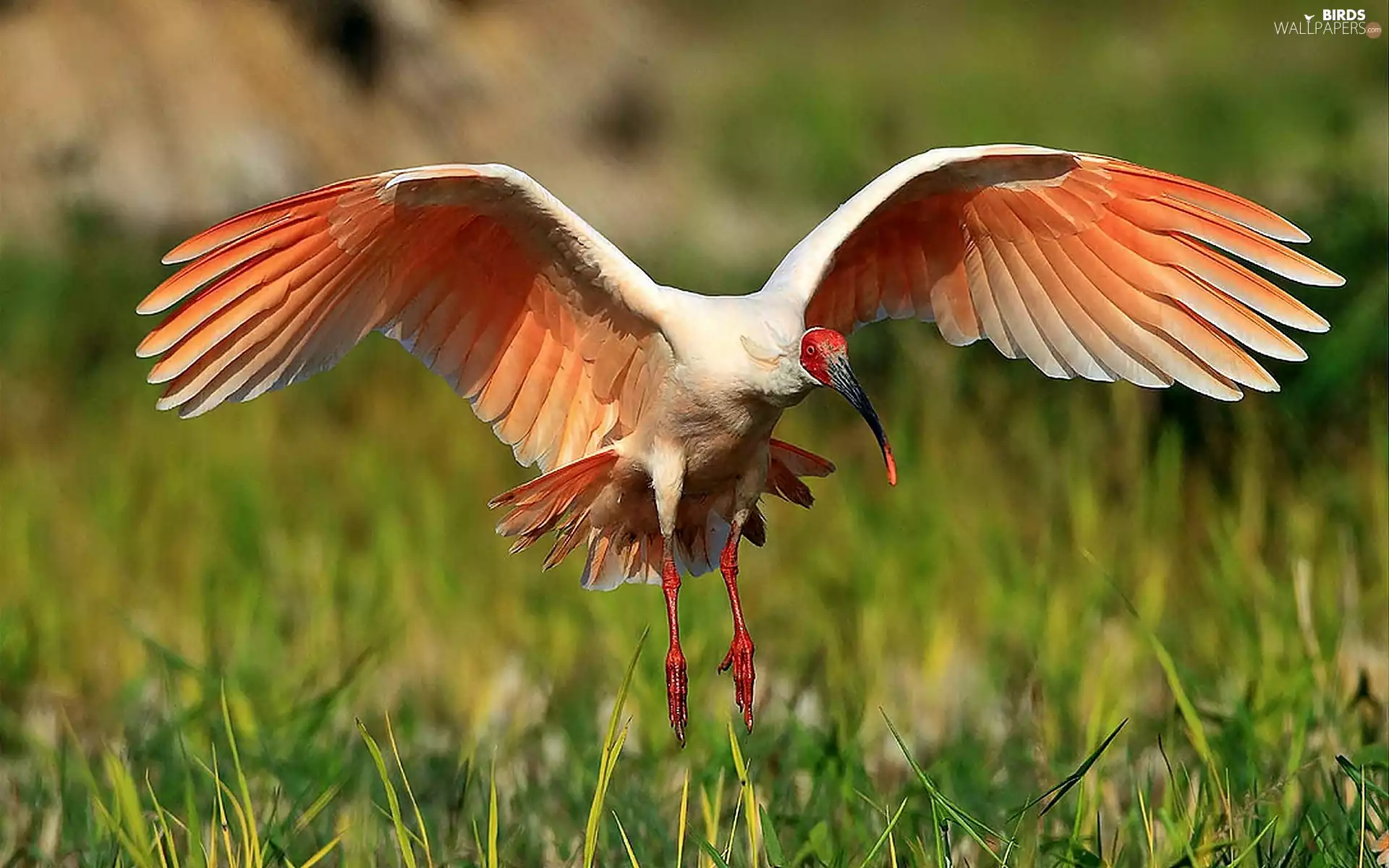 summer, Ibis, blur, Meadow