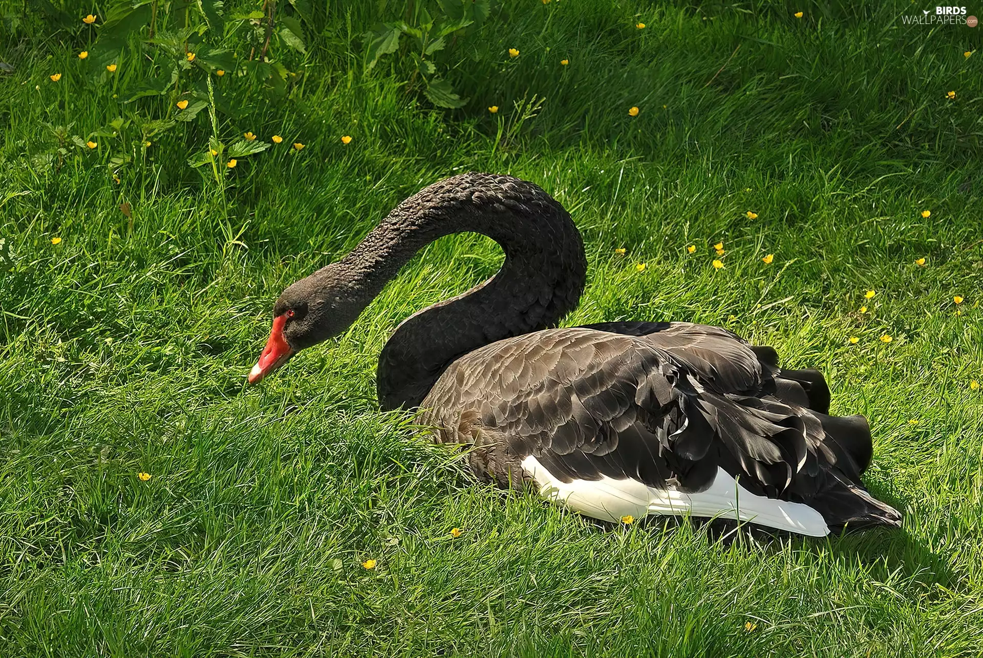 Meadow, Black, swan
