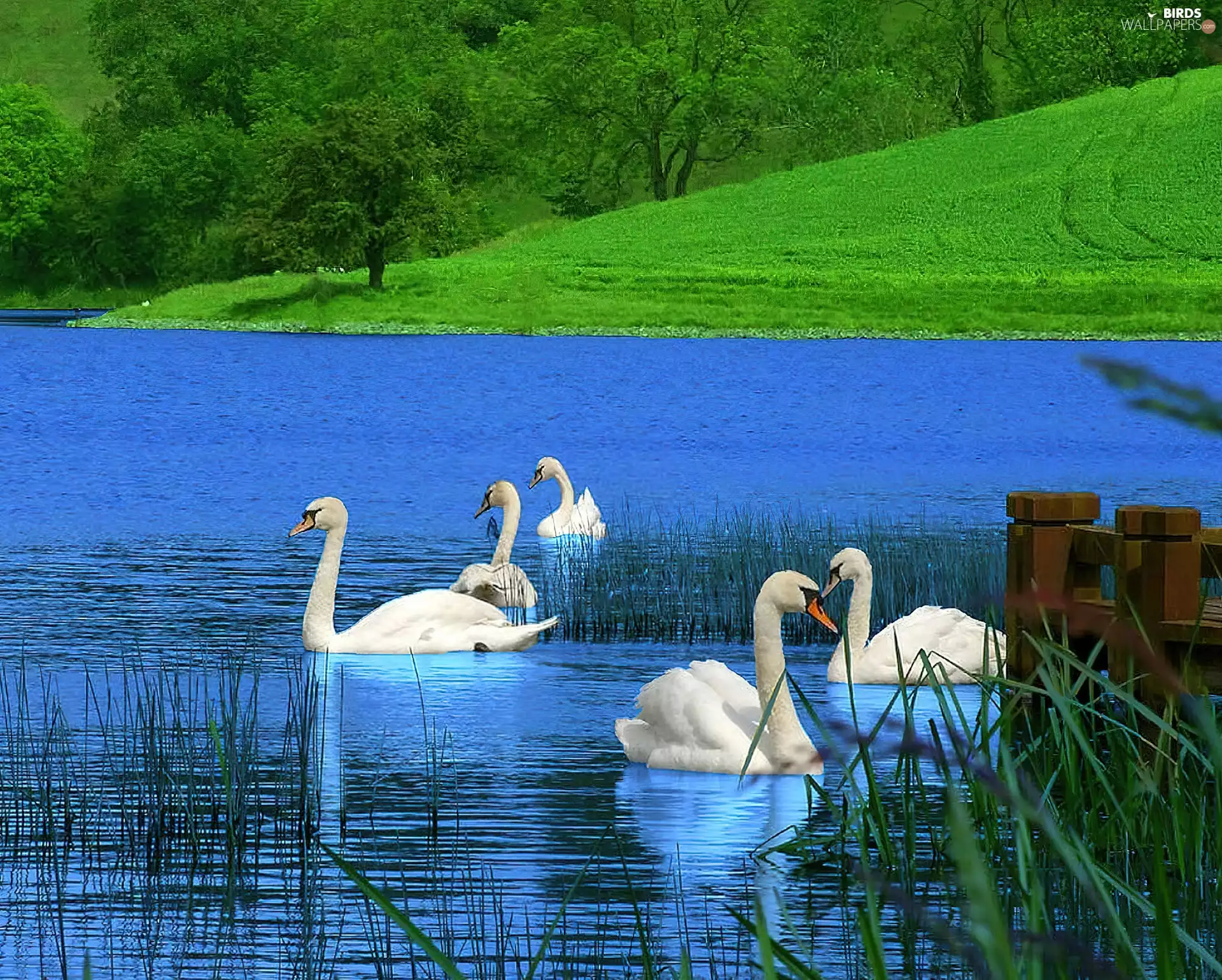 Meadow, lake, Swan