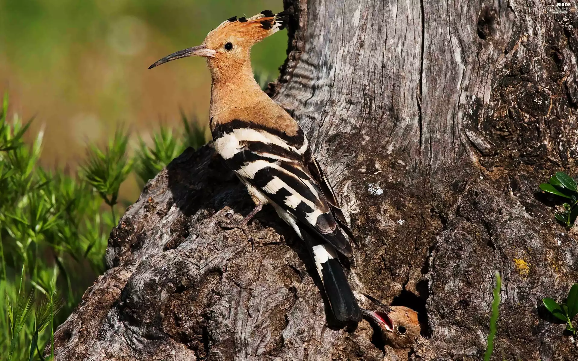 viewes, Meadow, trunk, trees, booby