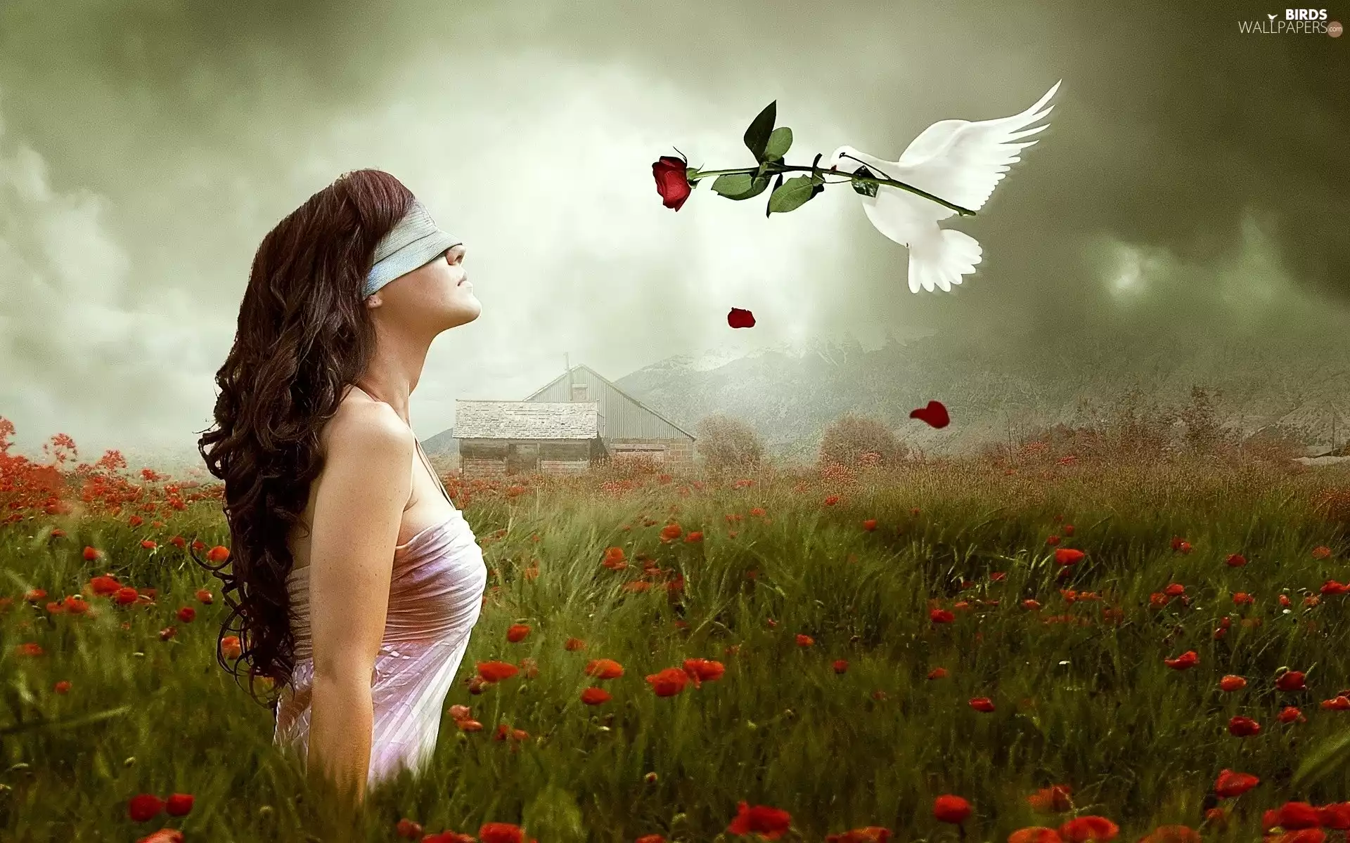 rose, Meadow, Women, pigeon, fantasy