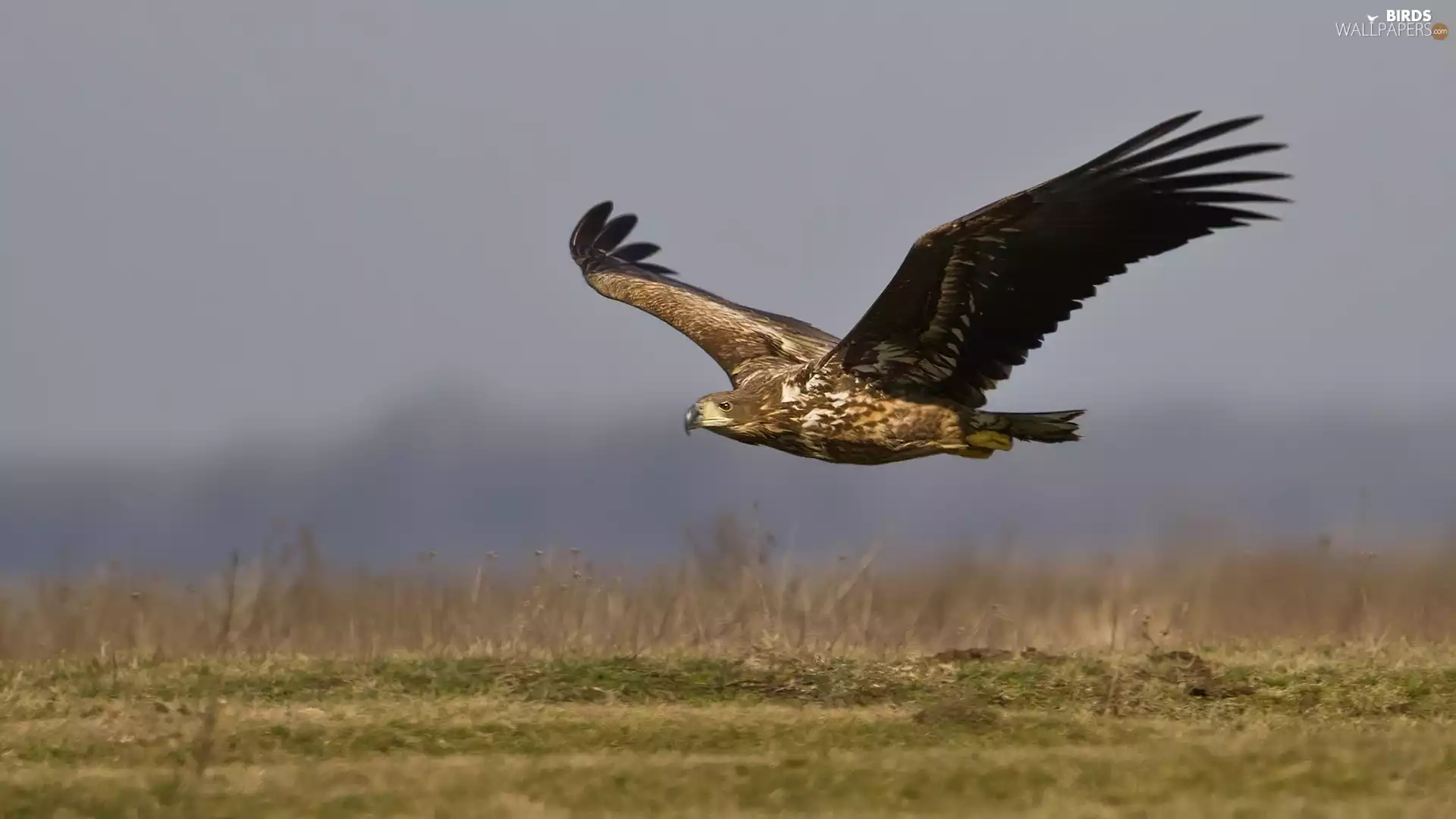 eagle, flight, wings, medows