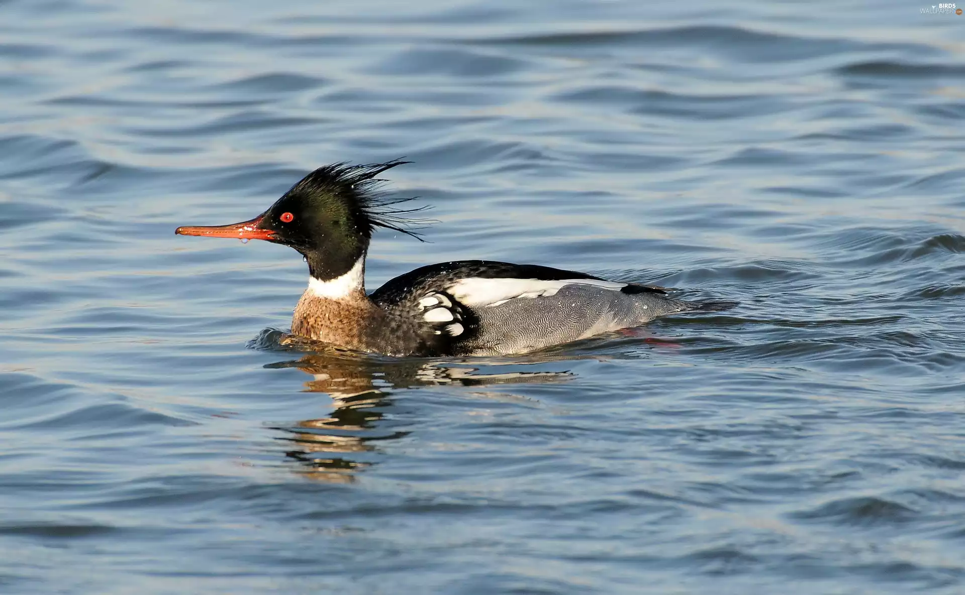 merganser, water