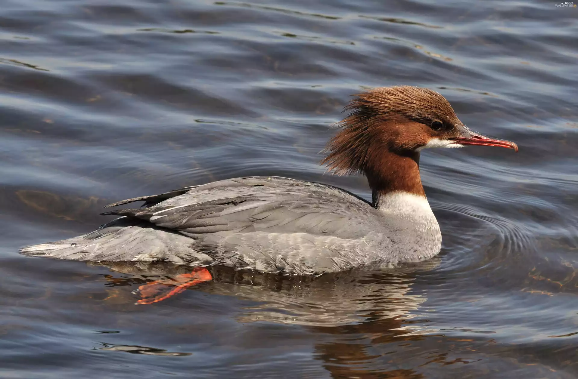 merganser, water