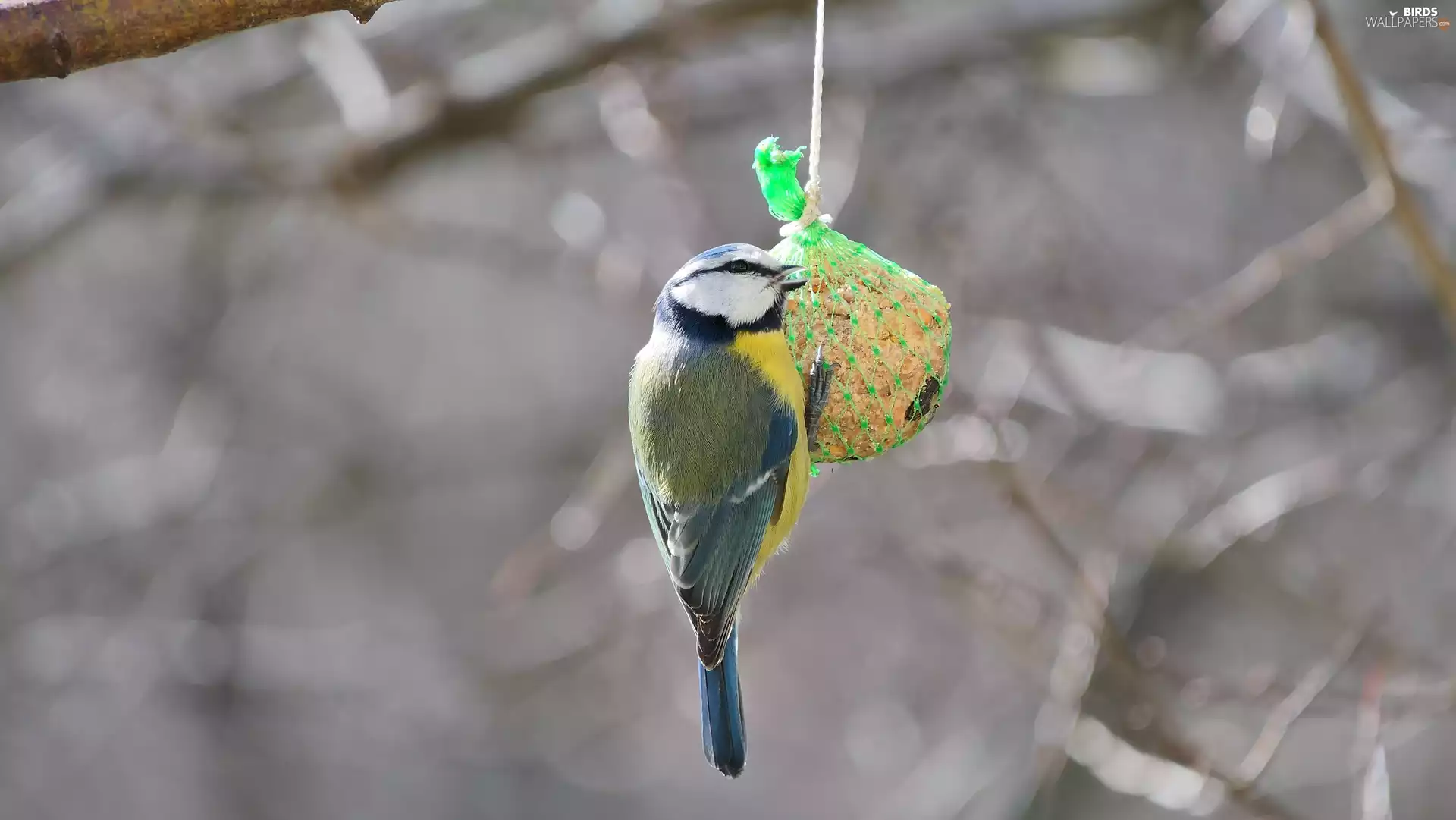 tit, mesh, food, Tit Ordinary