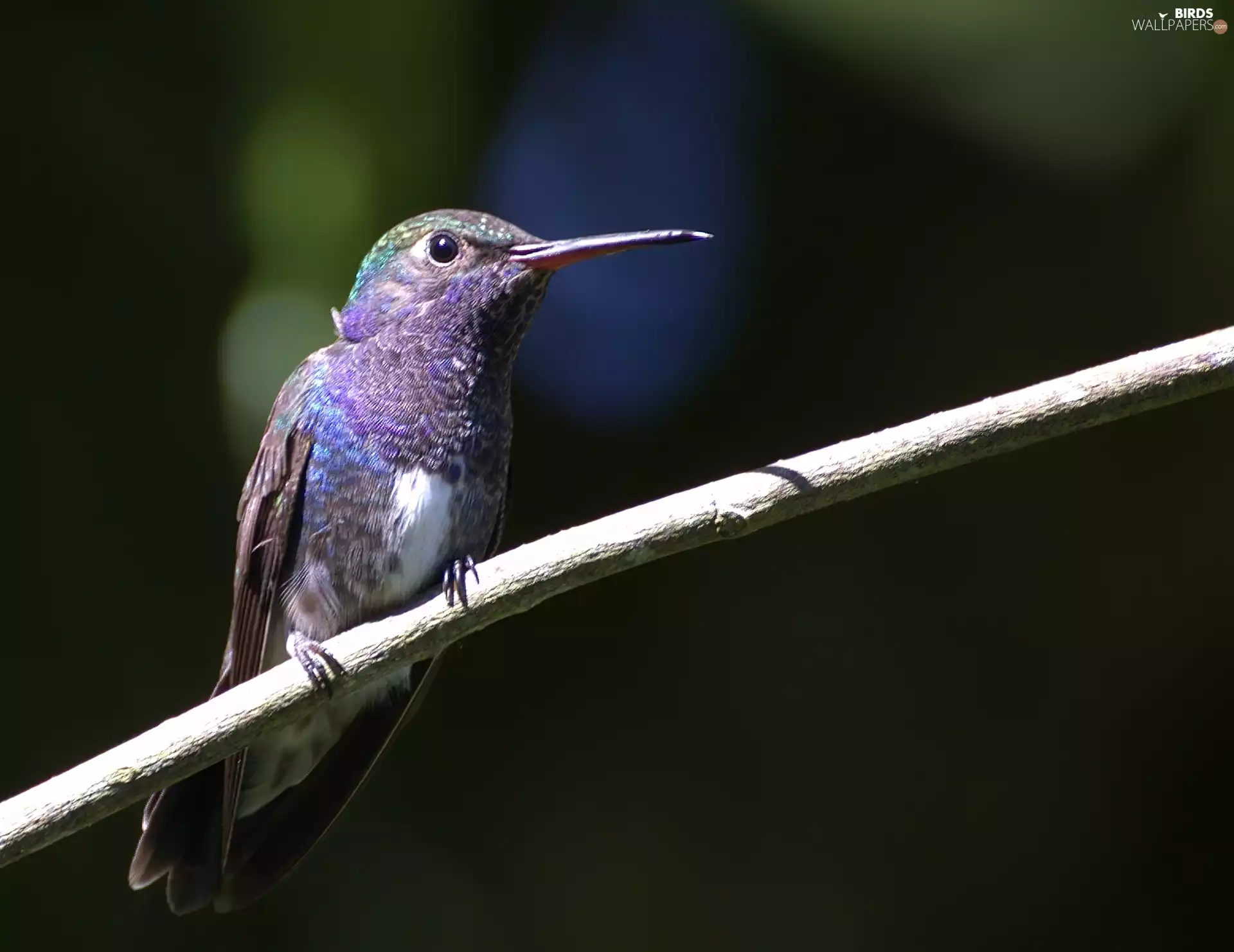 Milk Szmaragdzik, twig