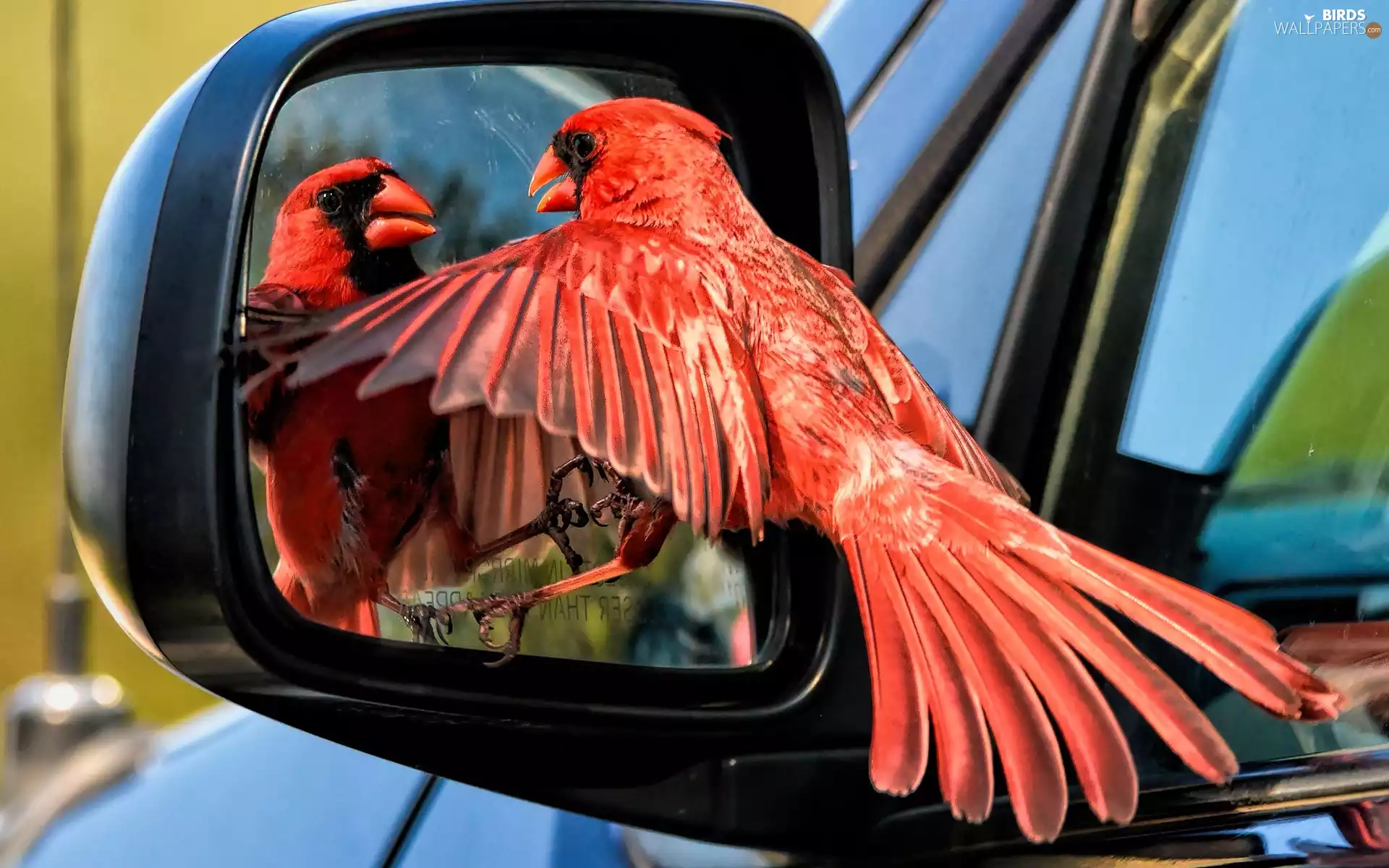 mirror, Bird, cardinal
