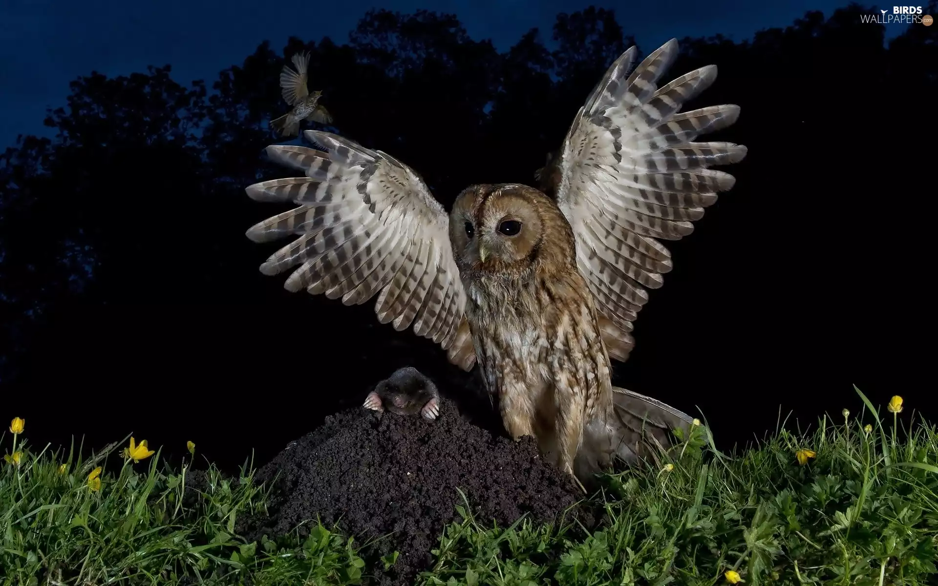 owl, Flowers, Night, Mole