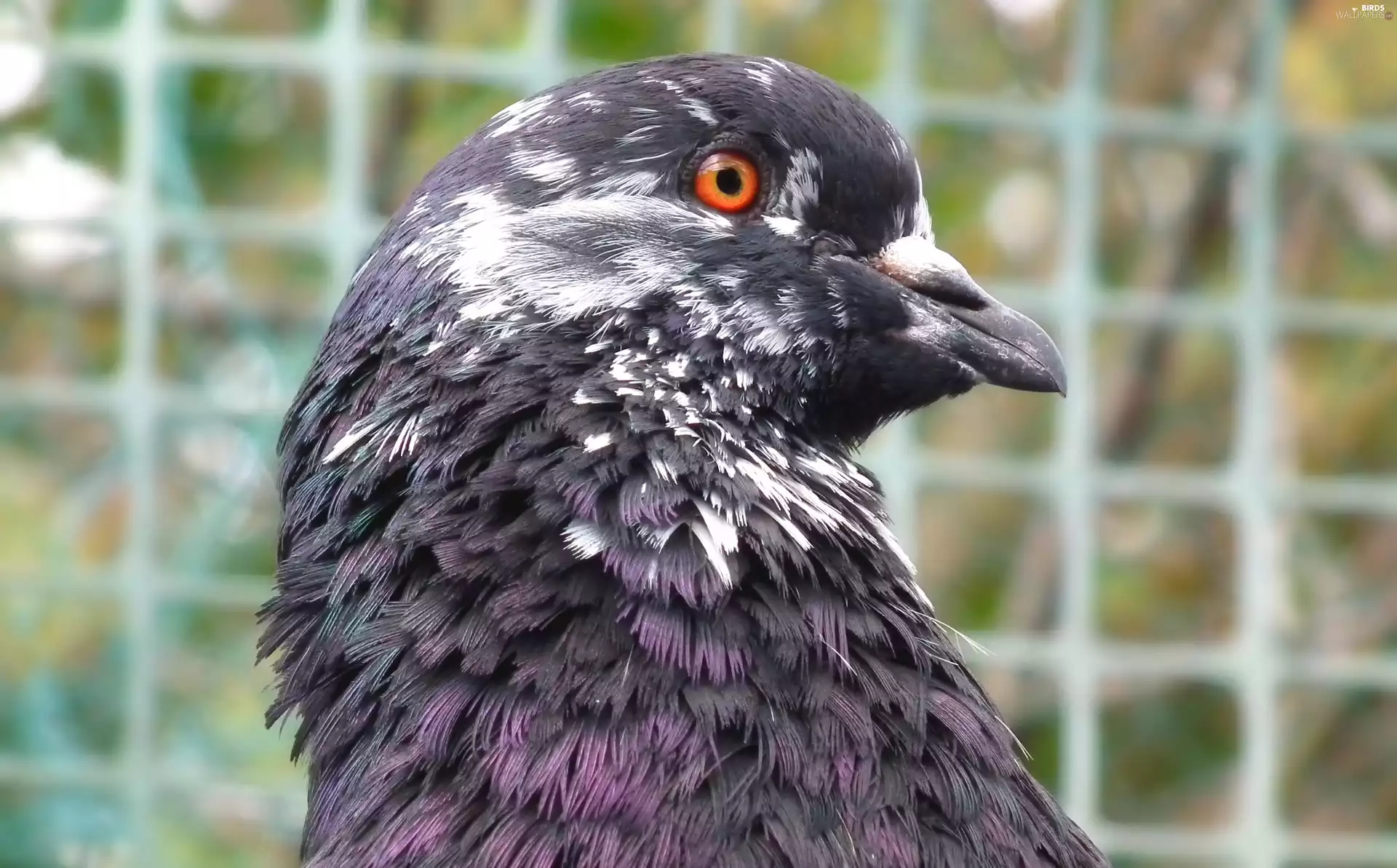 Mondain, Bird, pigeon