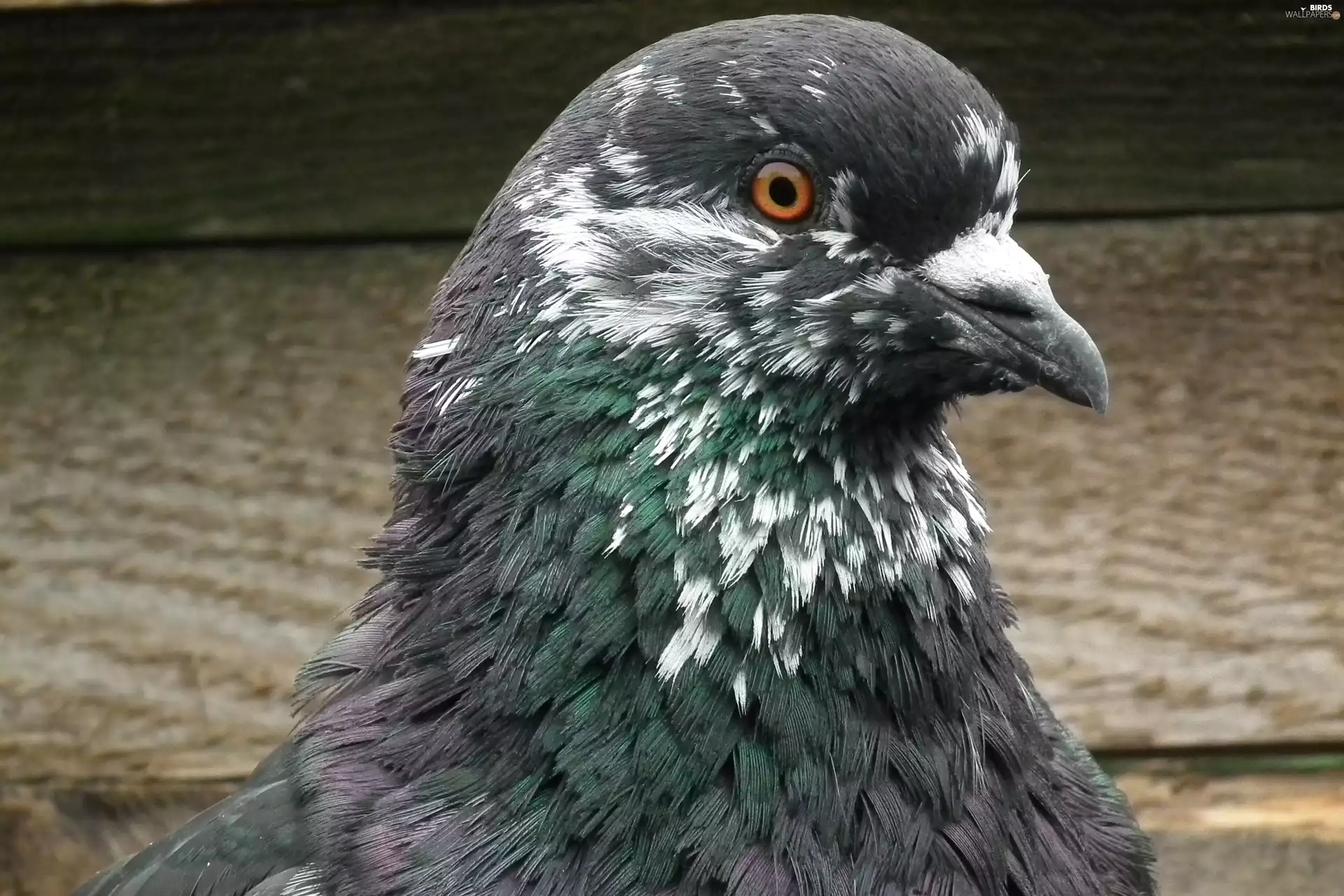 Mondain, birds, pigeon