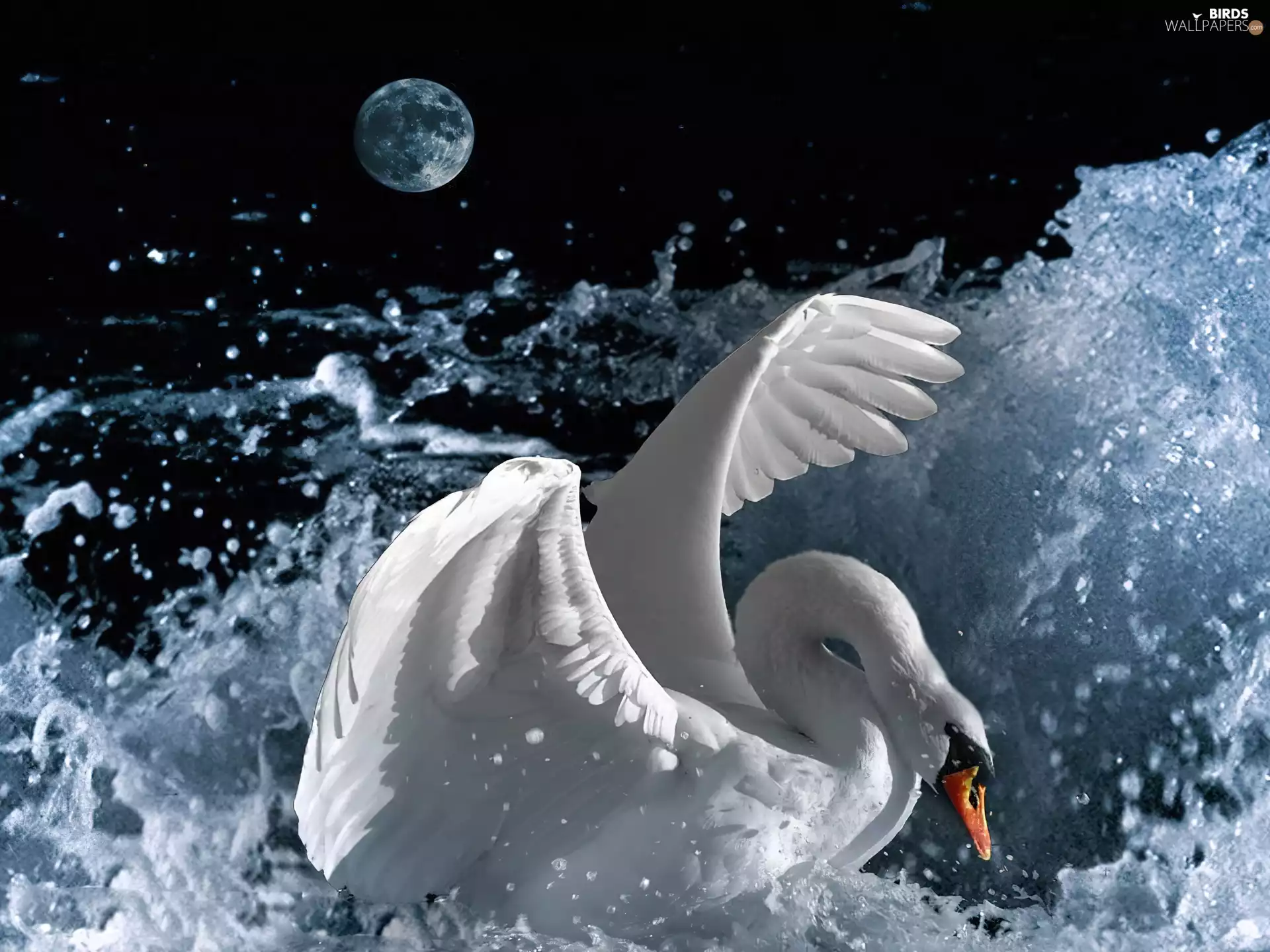 moon, Swans, water