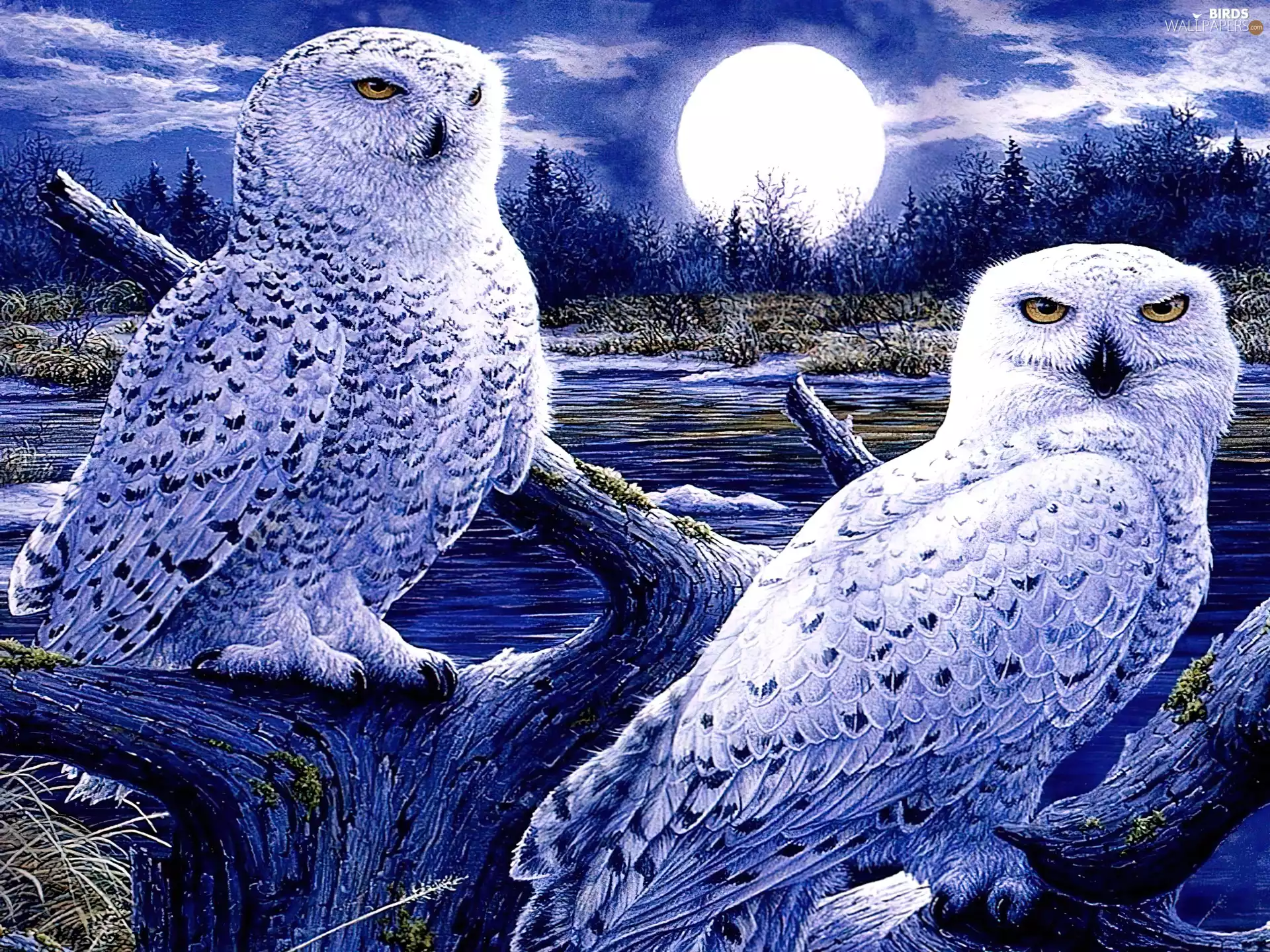Night, moon, White, Owls, Two