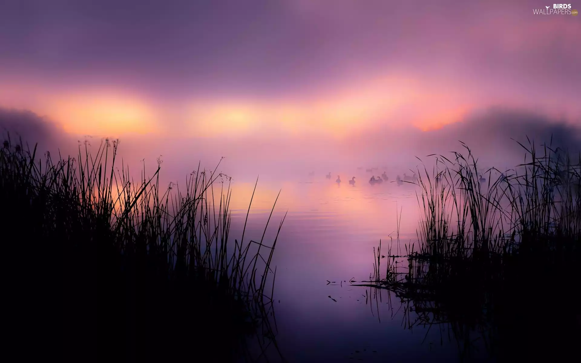 Fog, morning, ducks, grass, lake