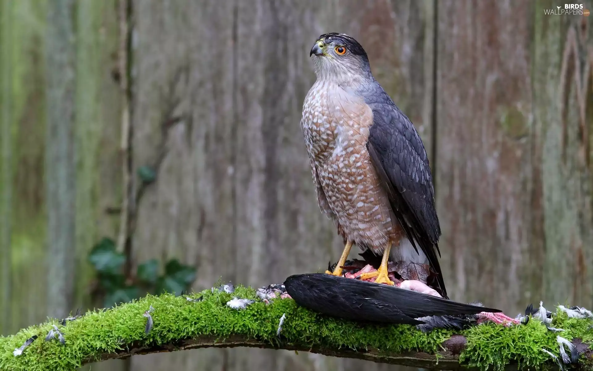 Moss, falcon, branch