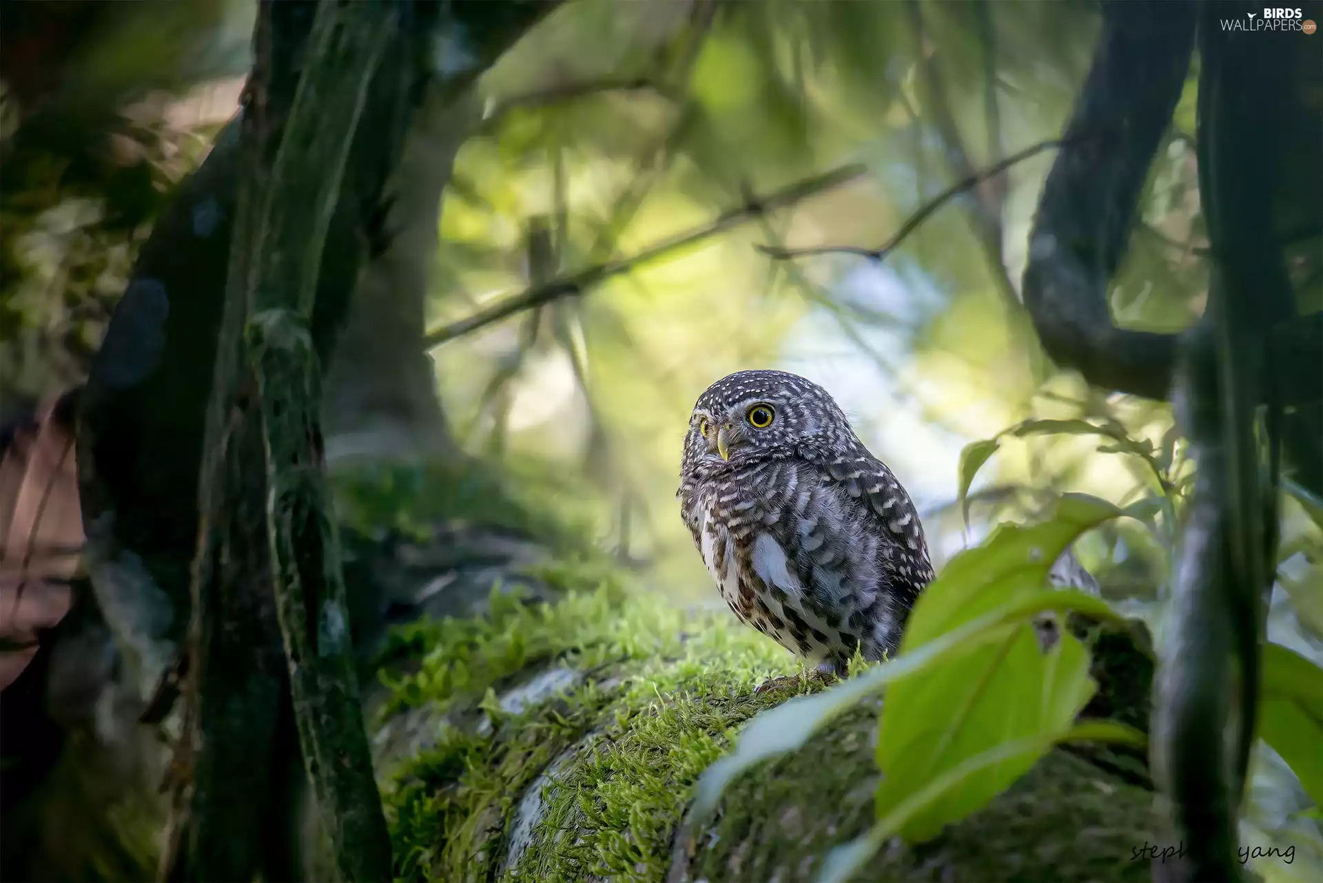 trees, owl, Leaf, Moss, viewes, Little Owl