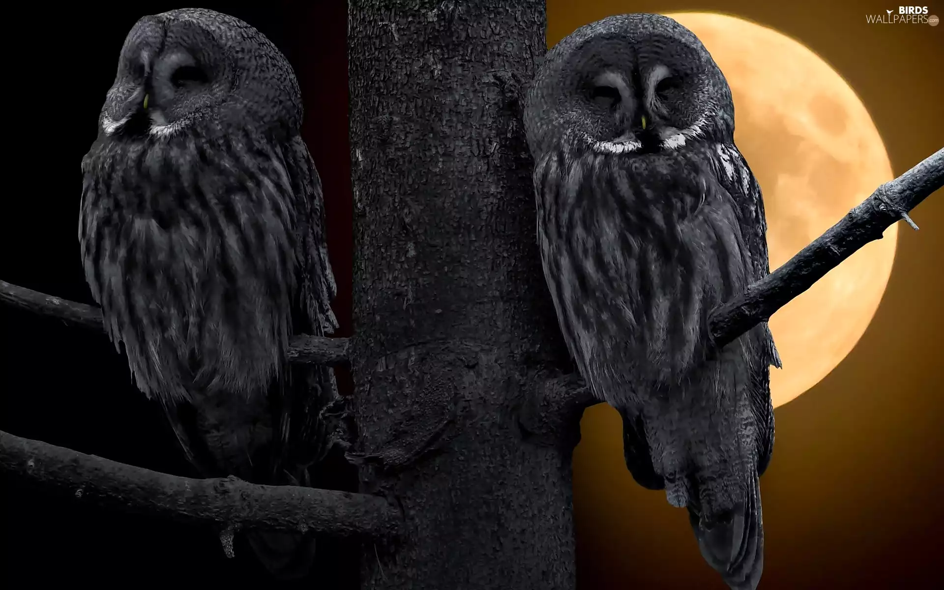 Owls, owls of moss, moon, Black, trees