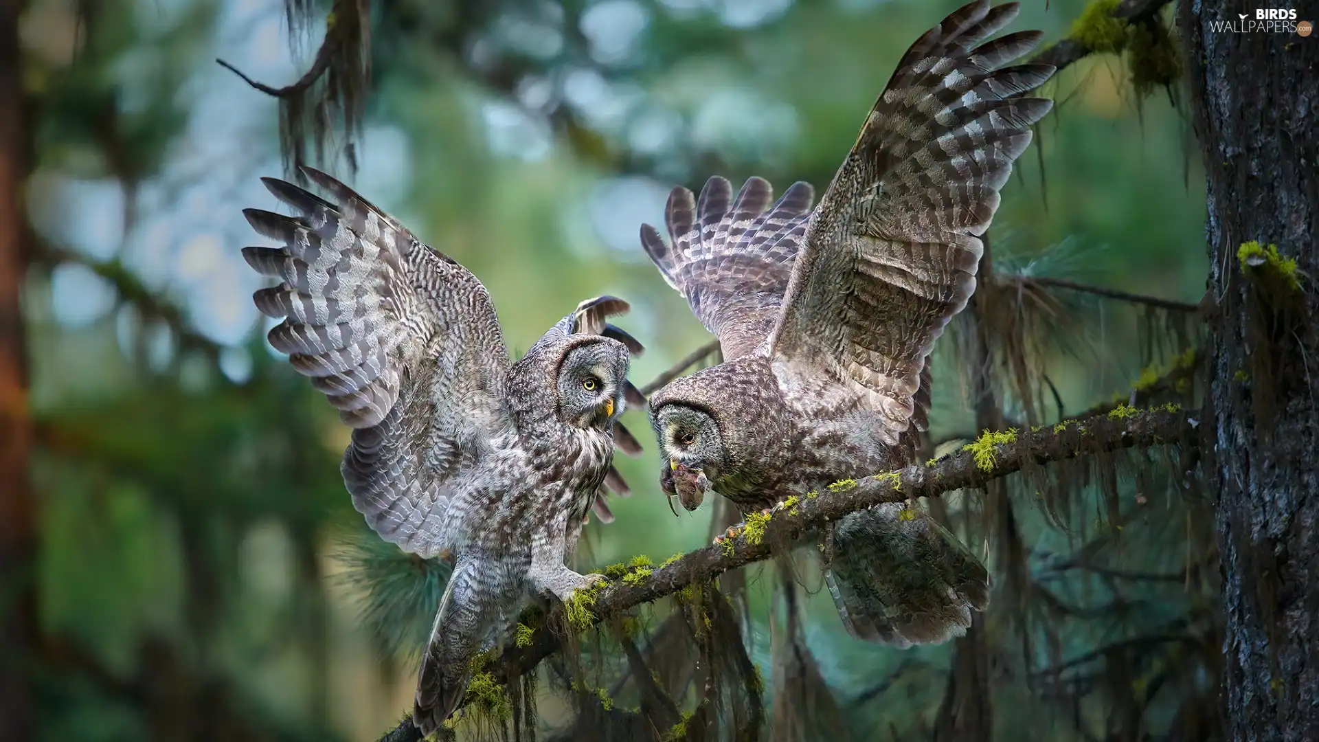 Two, owls of moss, branch, Owls