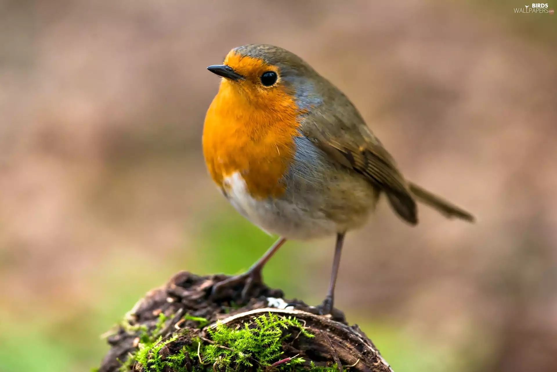 Moss, birdies, robin