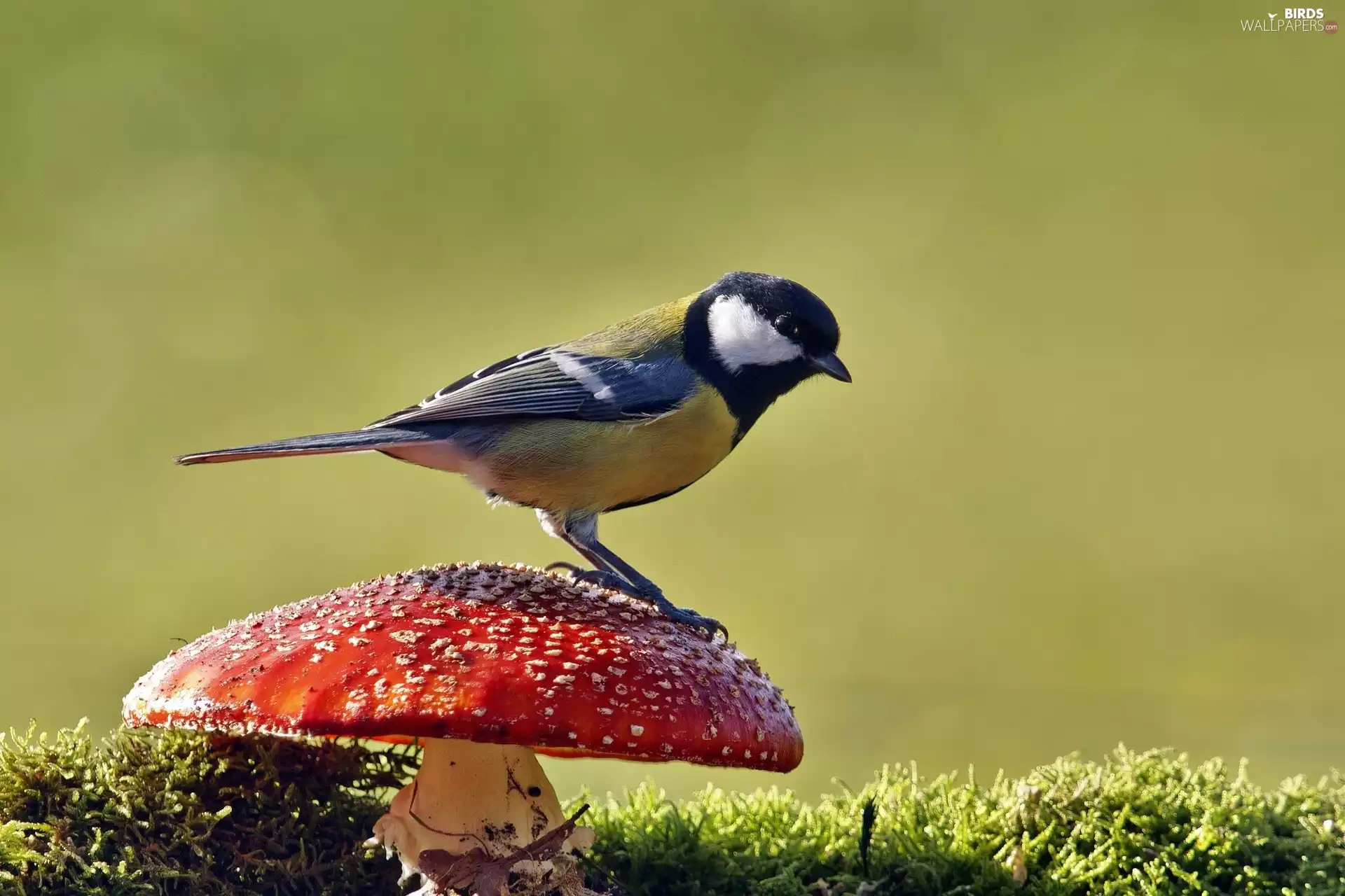 Moss, tit, toadstool