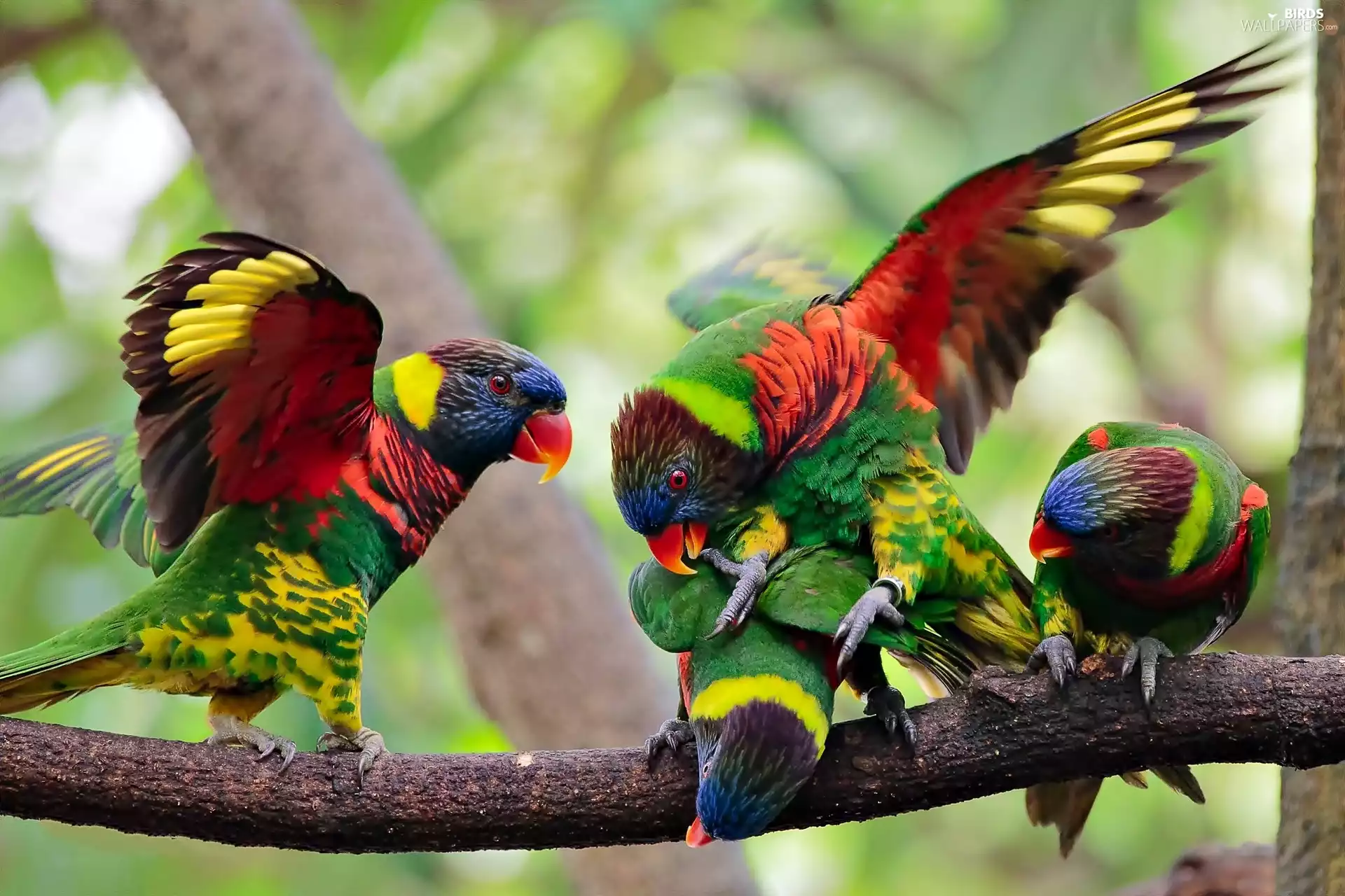 lorikeets Mountain, birds, branch, color