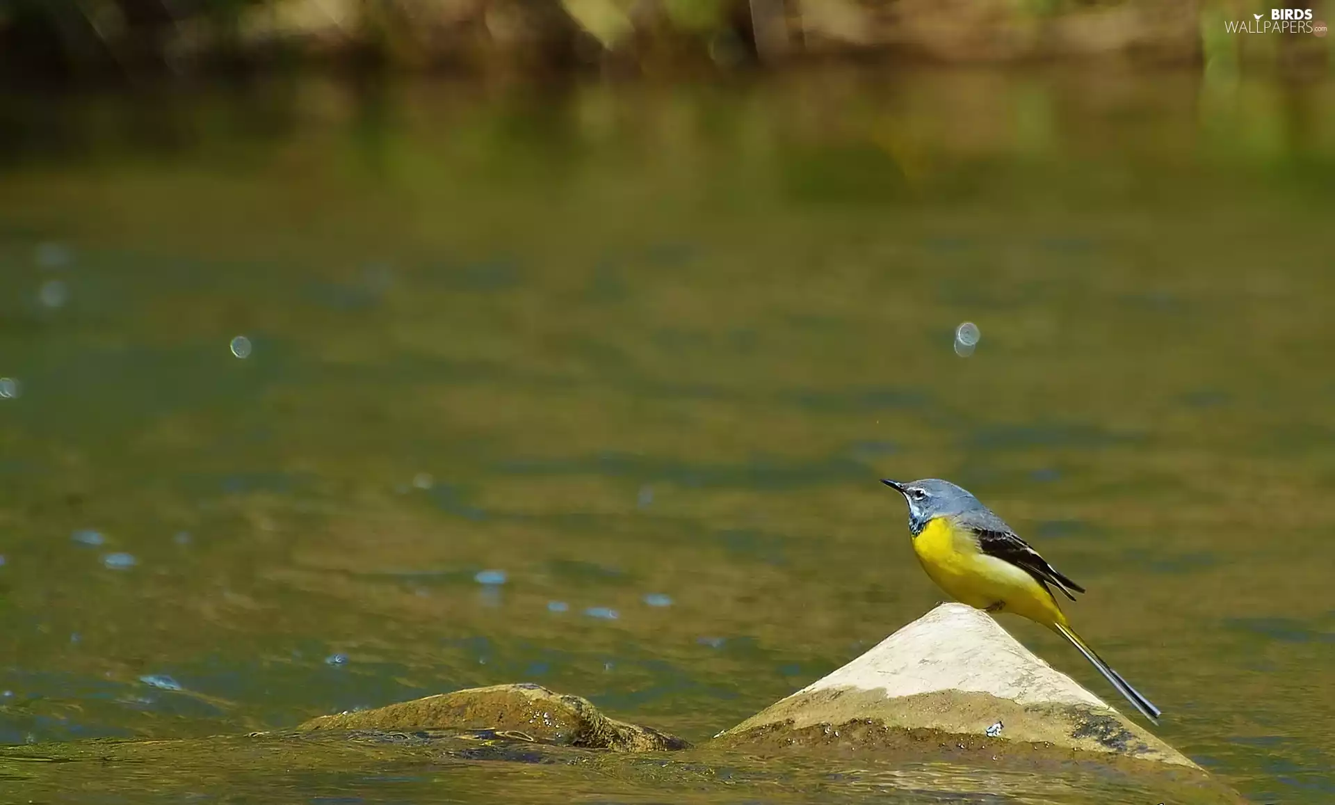 wagtail, Stone, water, Mountain