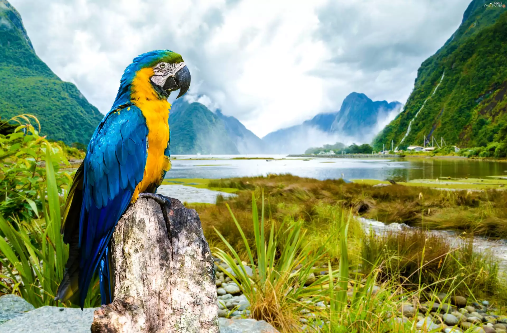 ##, Mountains, ara, snag, parrot