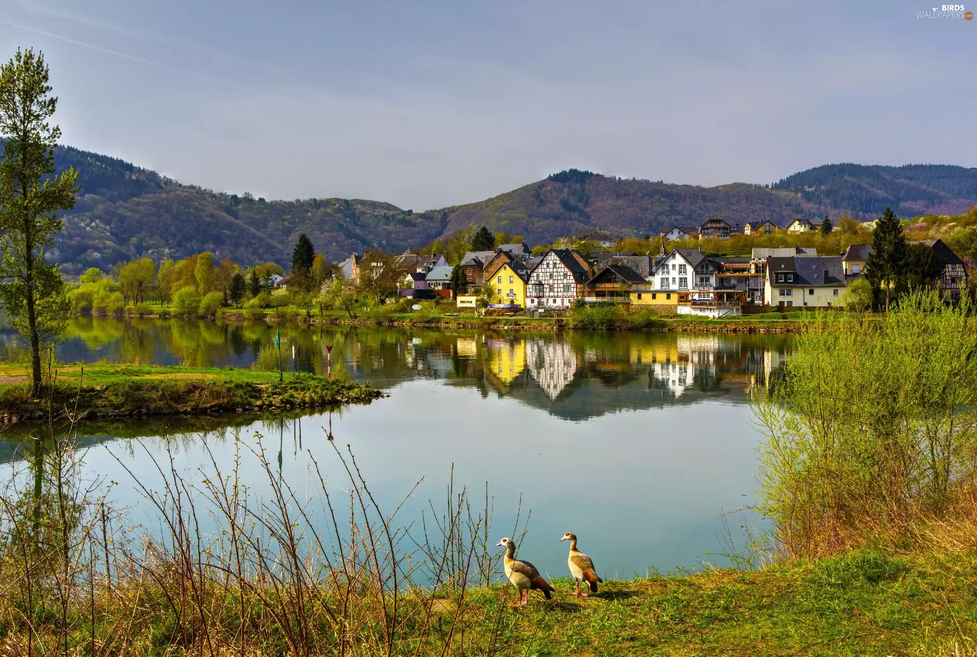 woods, Town, Germany, Mountains, River, ducks, autumn