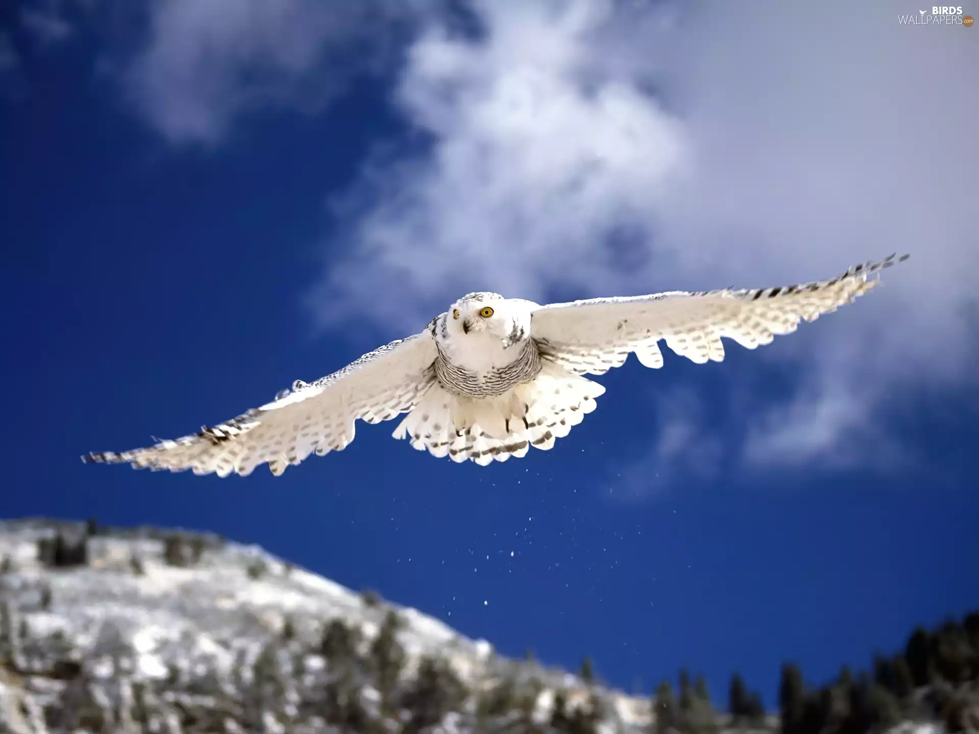 owl, Sky, forest, Mountains