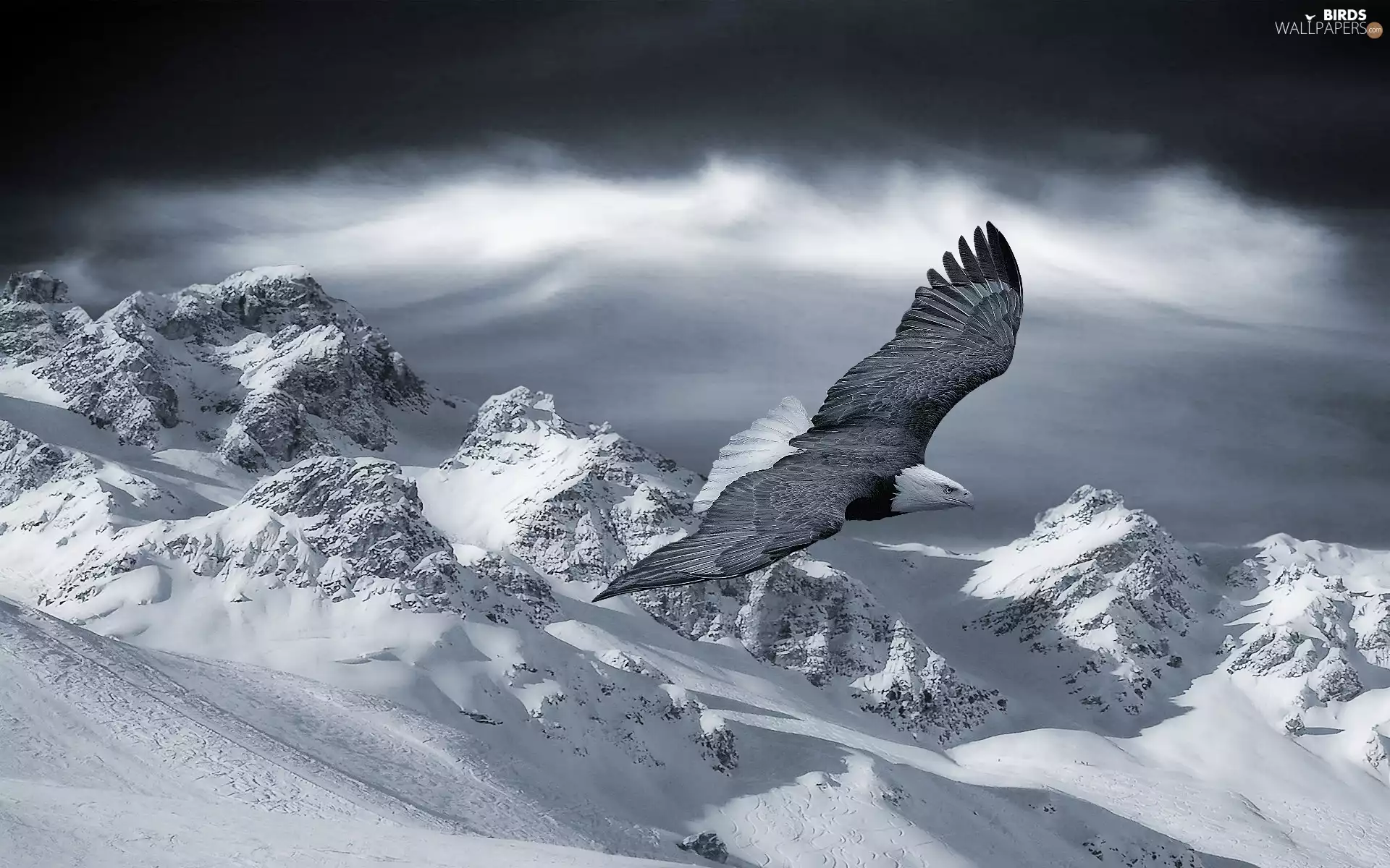 Mountains, eagle, snow