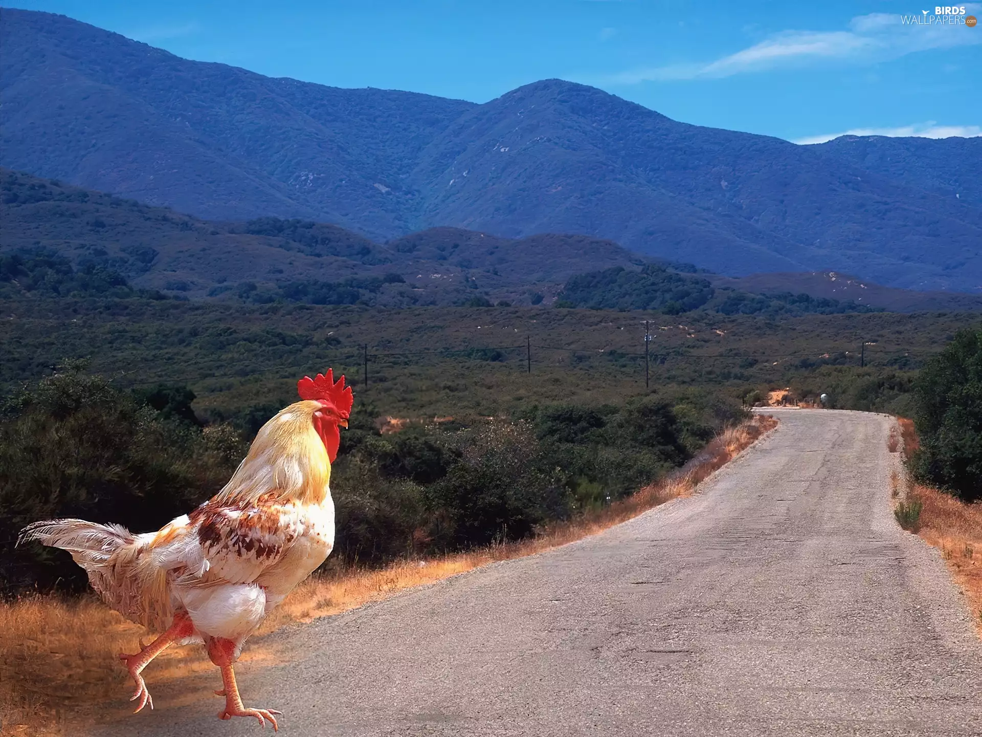 Mountains, rooster, Way