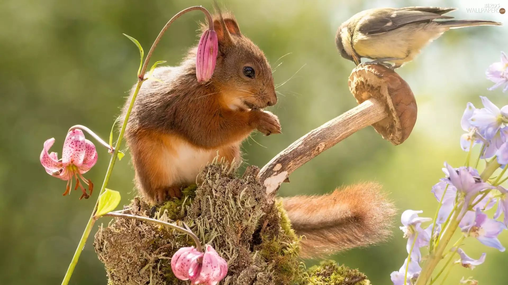 squirrel, Mushrooms, Flowers, Great Tit
