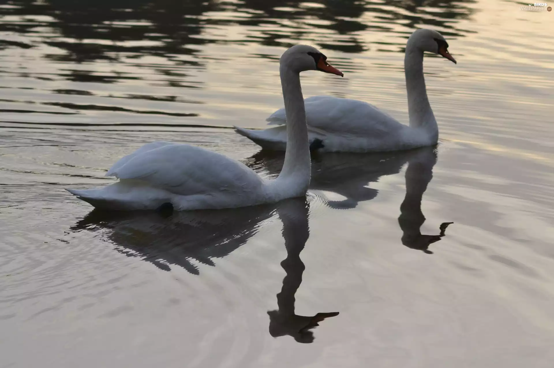 mute Swan, Steam