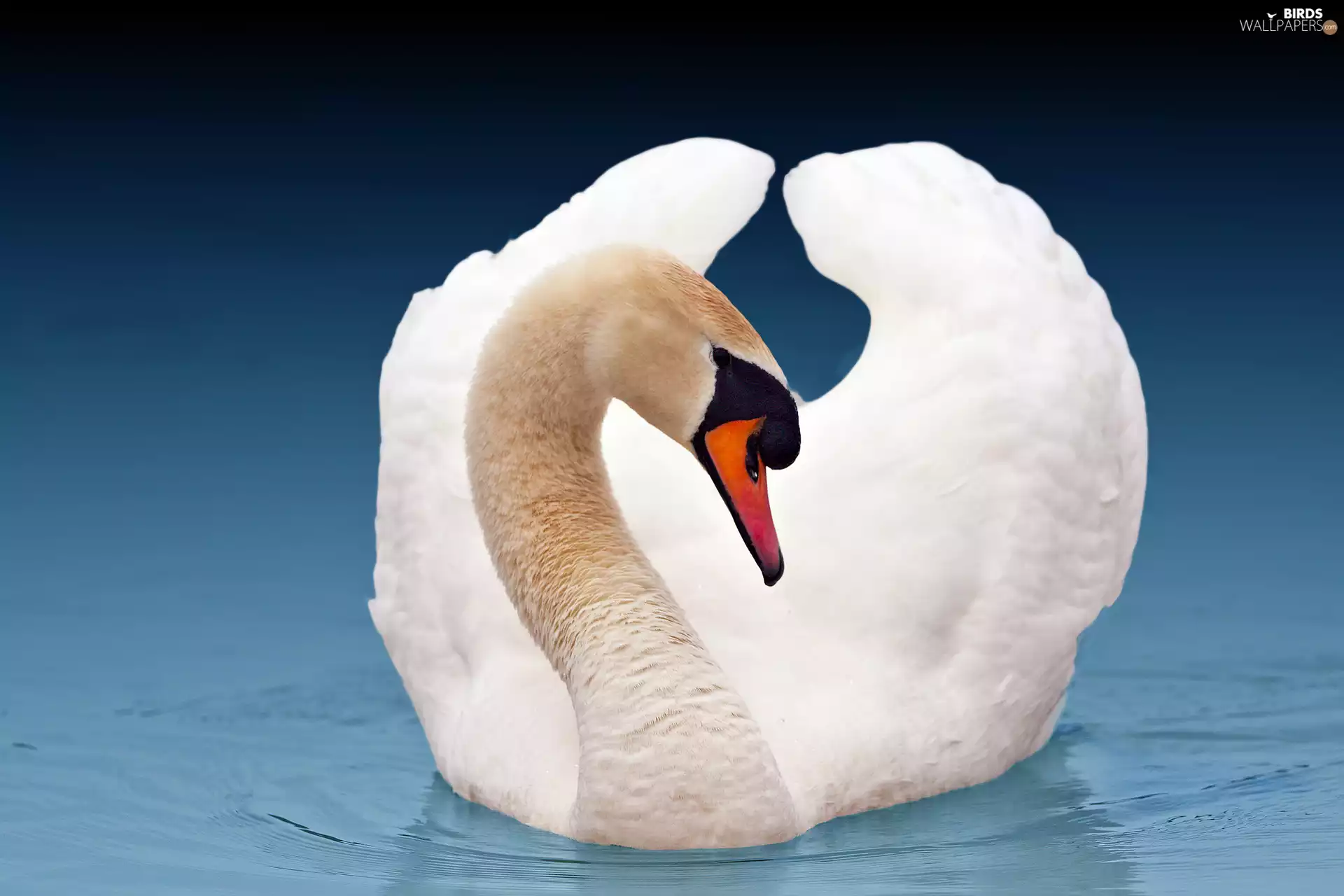 neck, Swans, bent