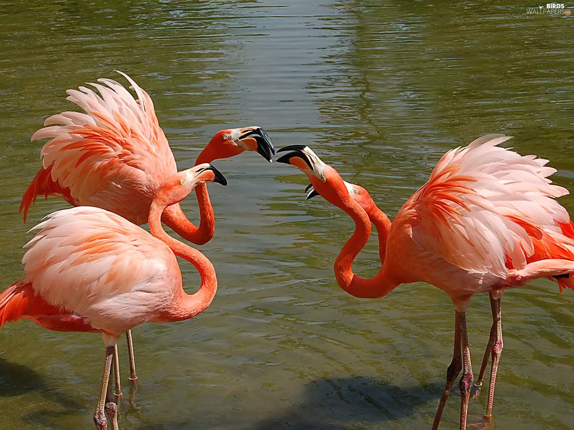 necks, Flamingos, bent