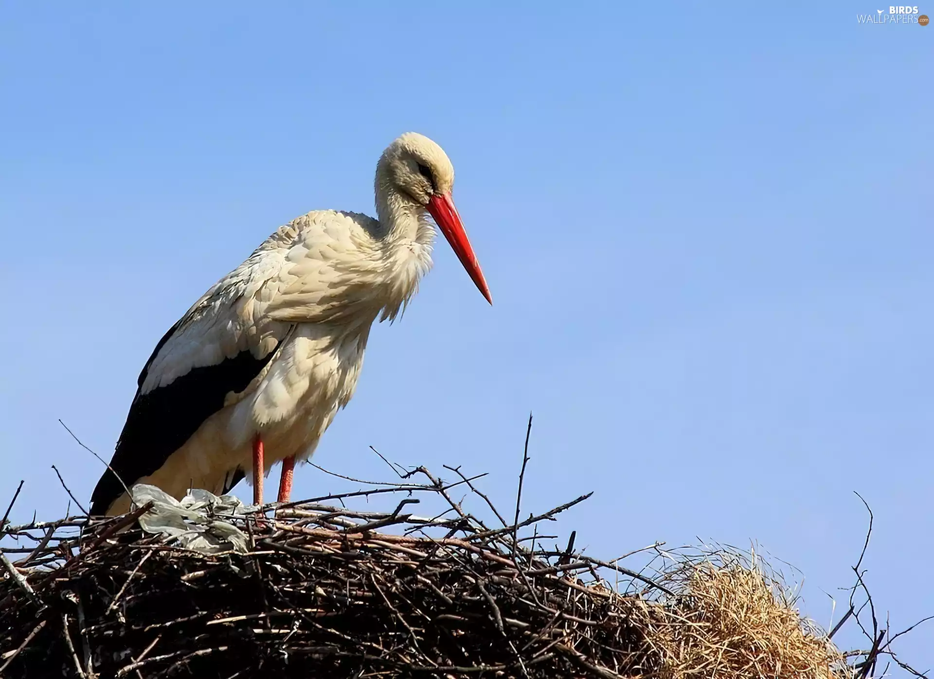 nest, stork, ##